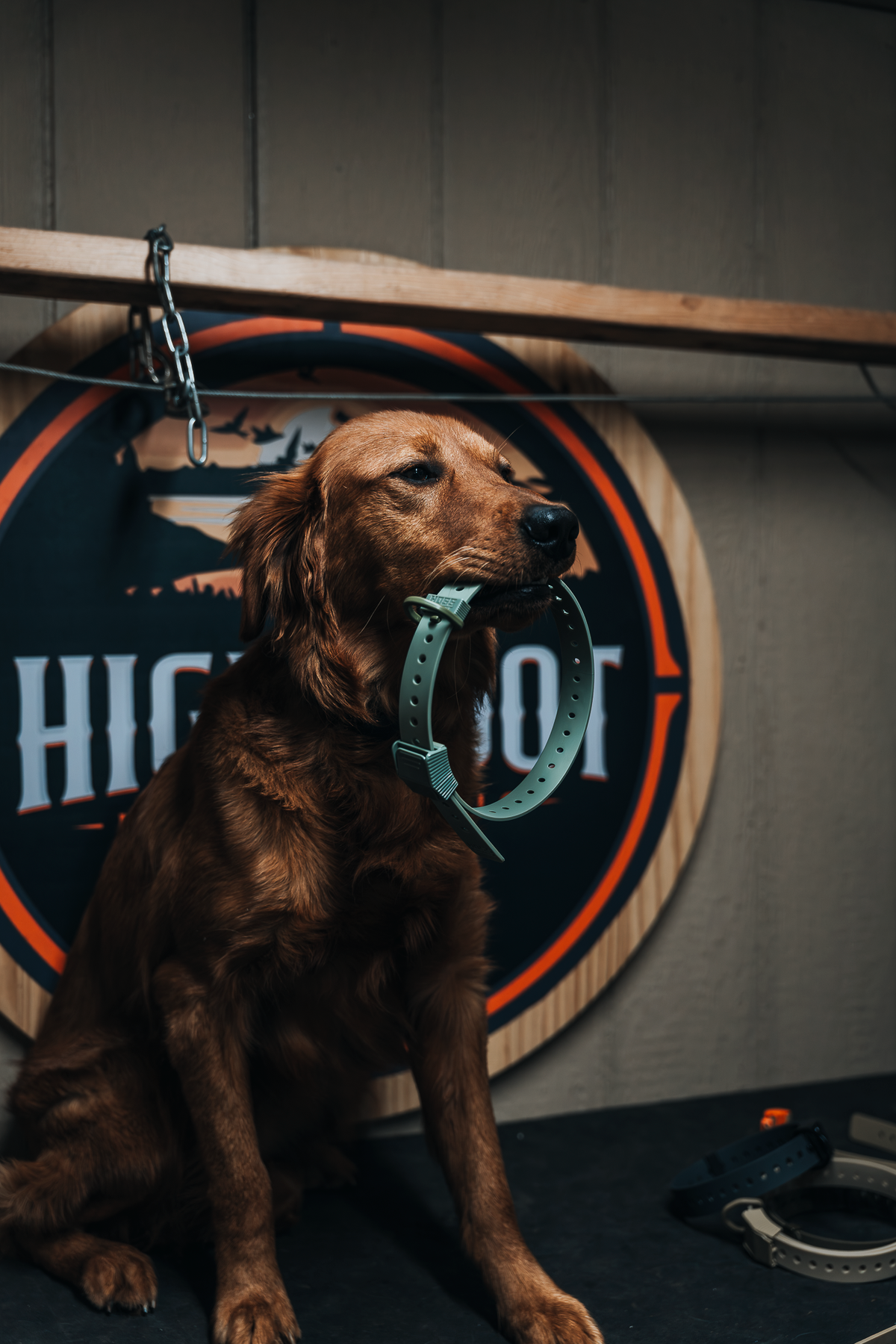 Pup & Up Gun Dog Program