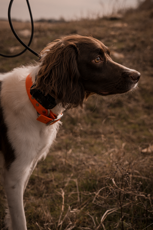 Obedience Board & Train - 4 Weeks