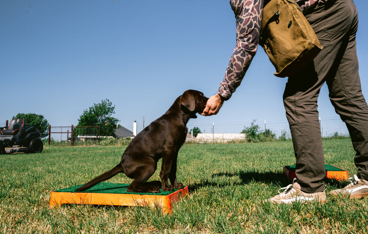 Puppy Board & Train - 2 Weeks
