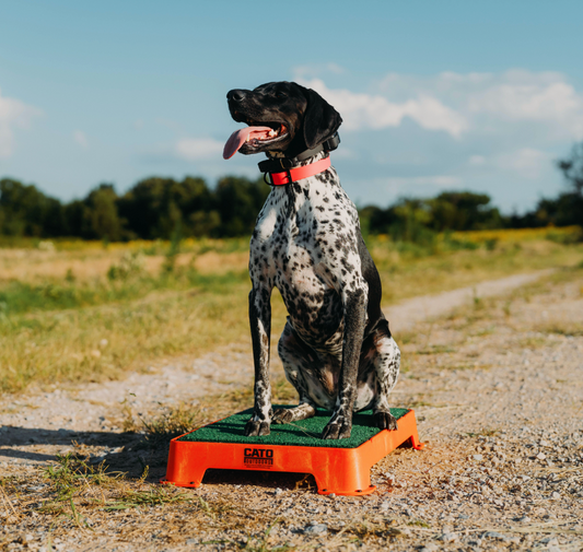 Obedience Board & Train - 4 Weeks