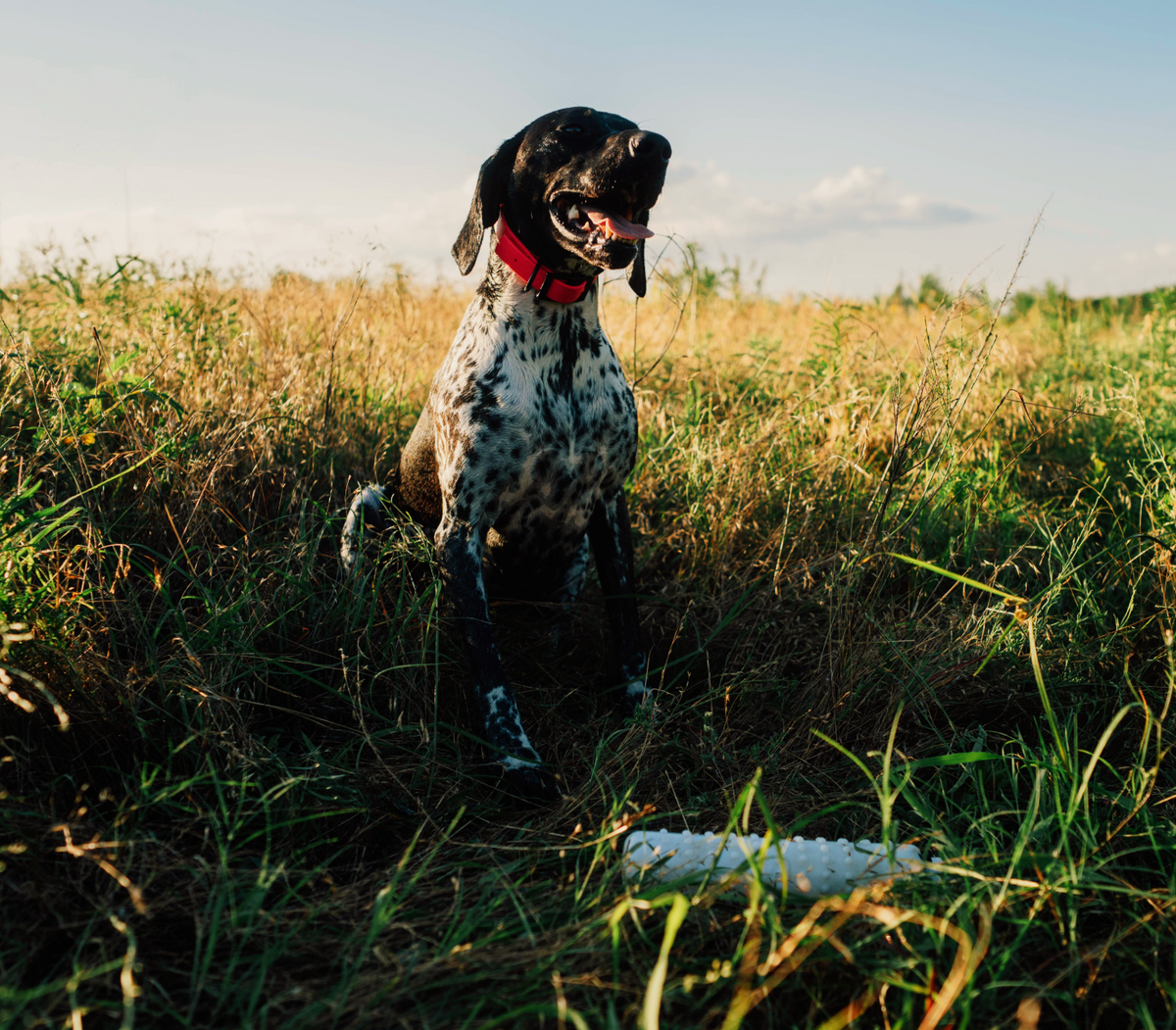 Pup & Up Gun Dog Program