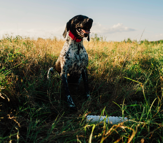 Pup & Up Gun Dog Program