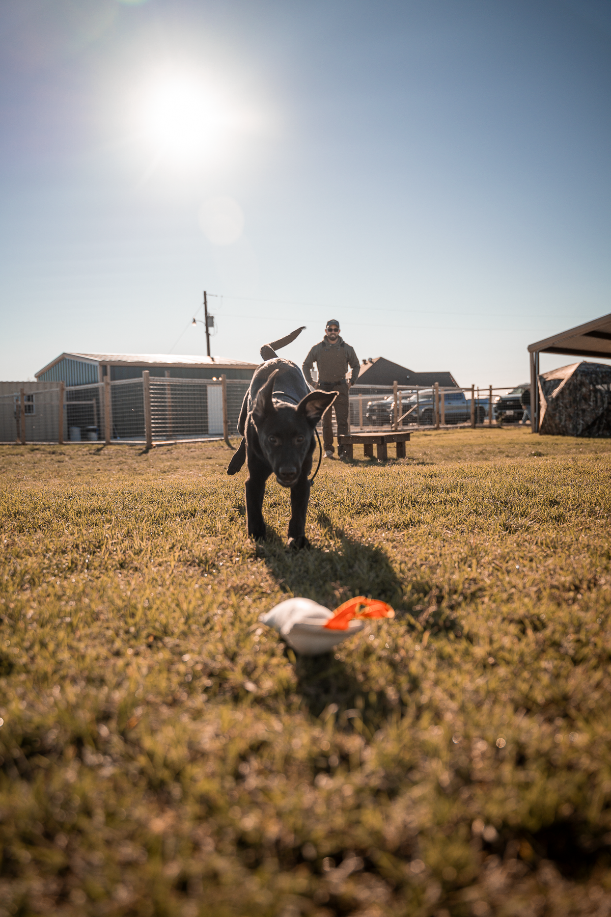 Pup & Up Gun Dog Program