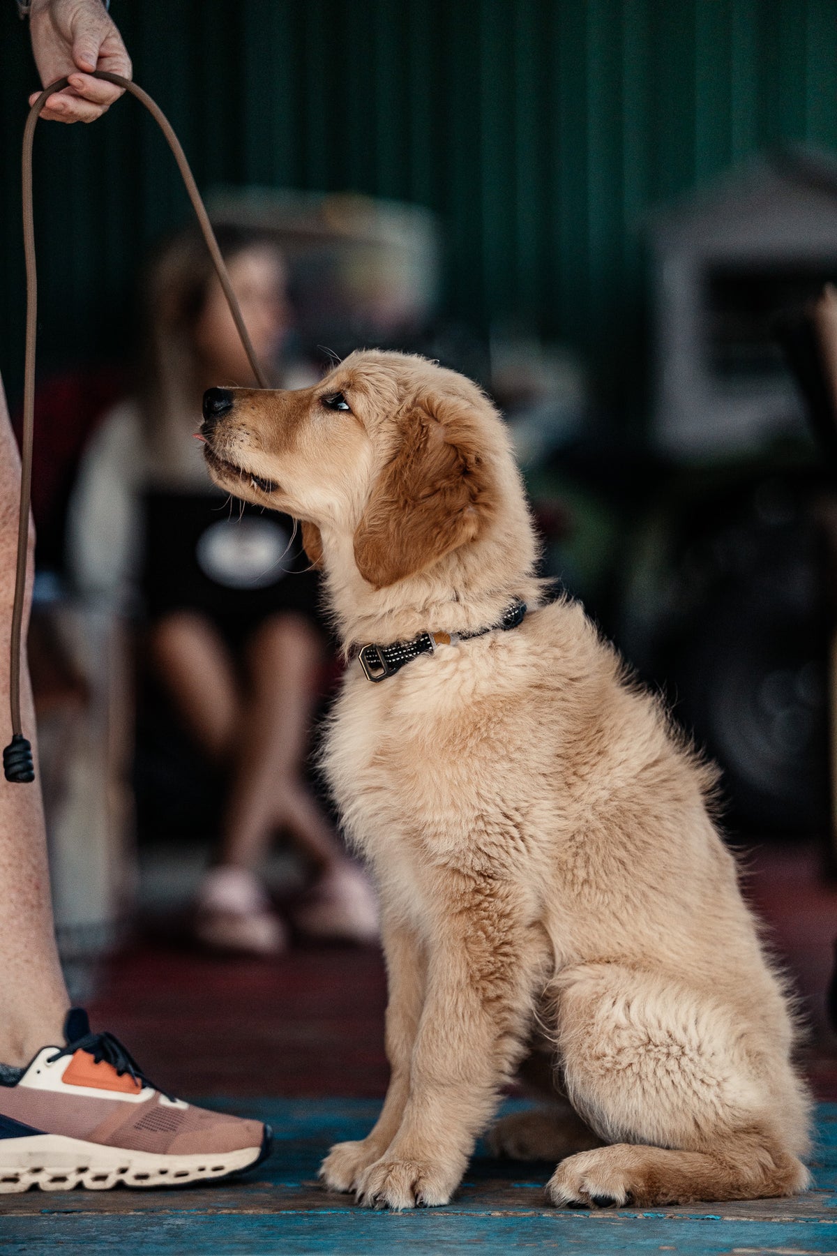 Puppy Board & Train - 2 Weeks