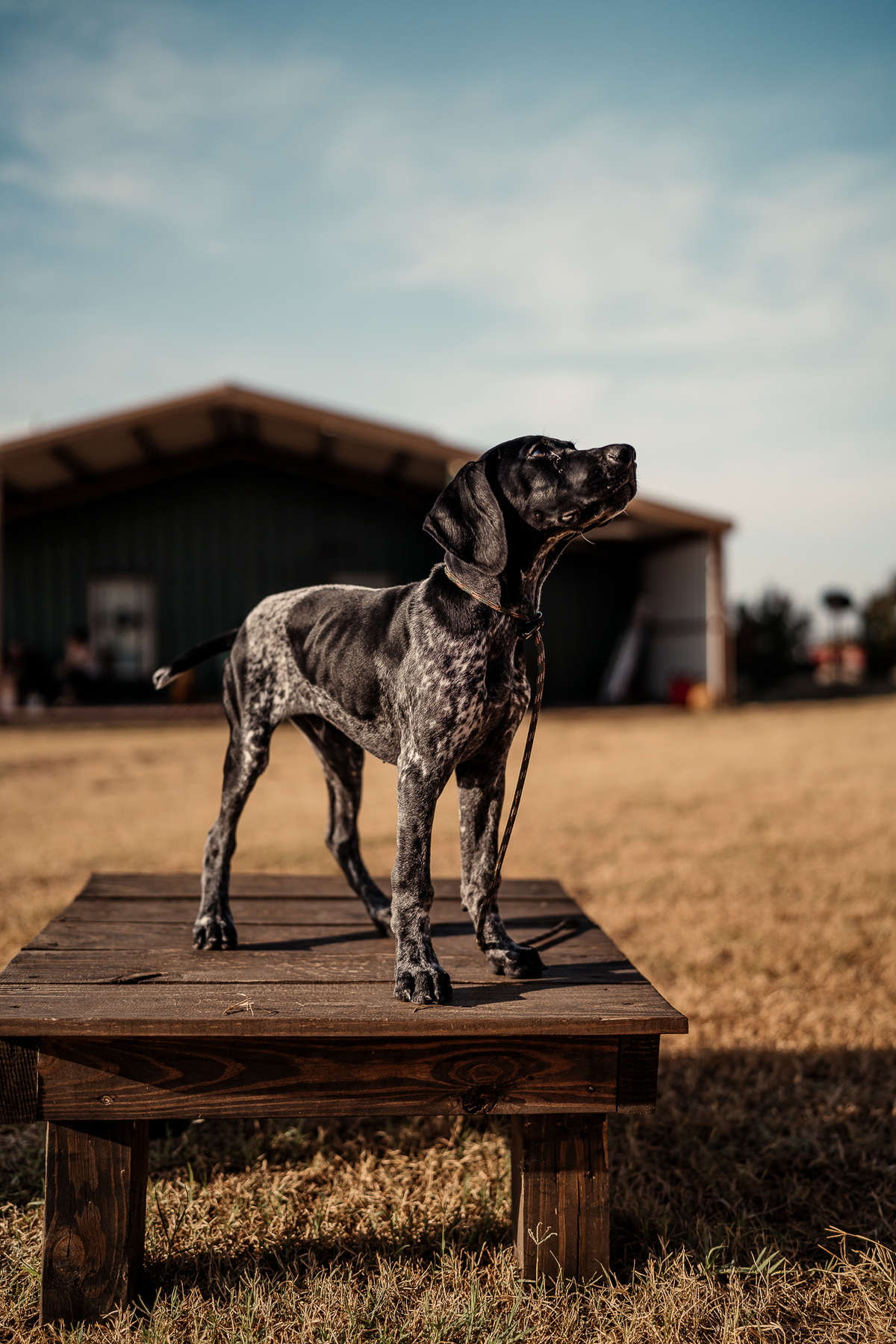 Puppy Board & Train - 2 Weeks