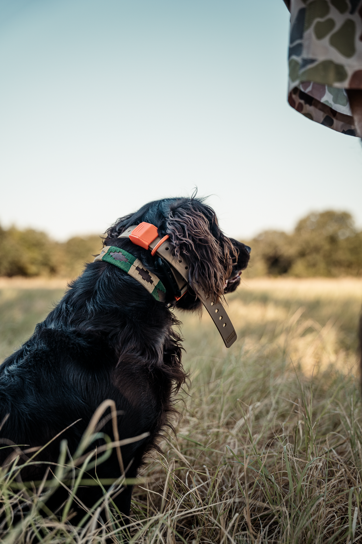 Pup & Up Gun Dog Program