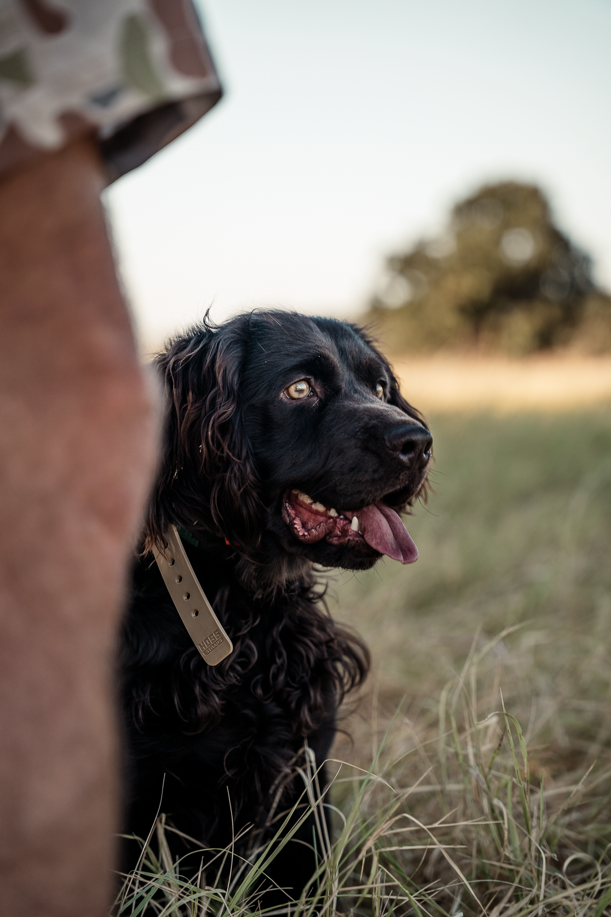 Pup & Up Gun Dog Program