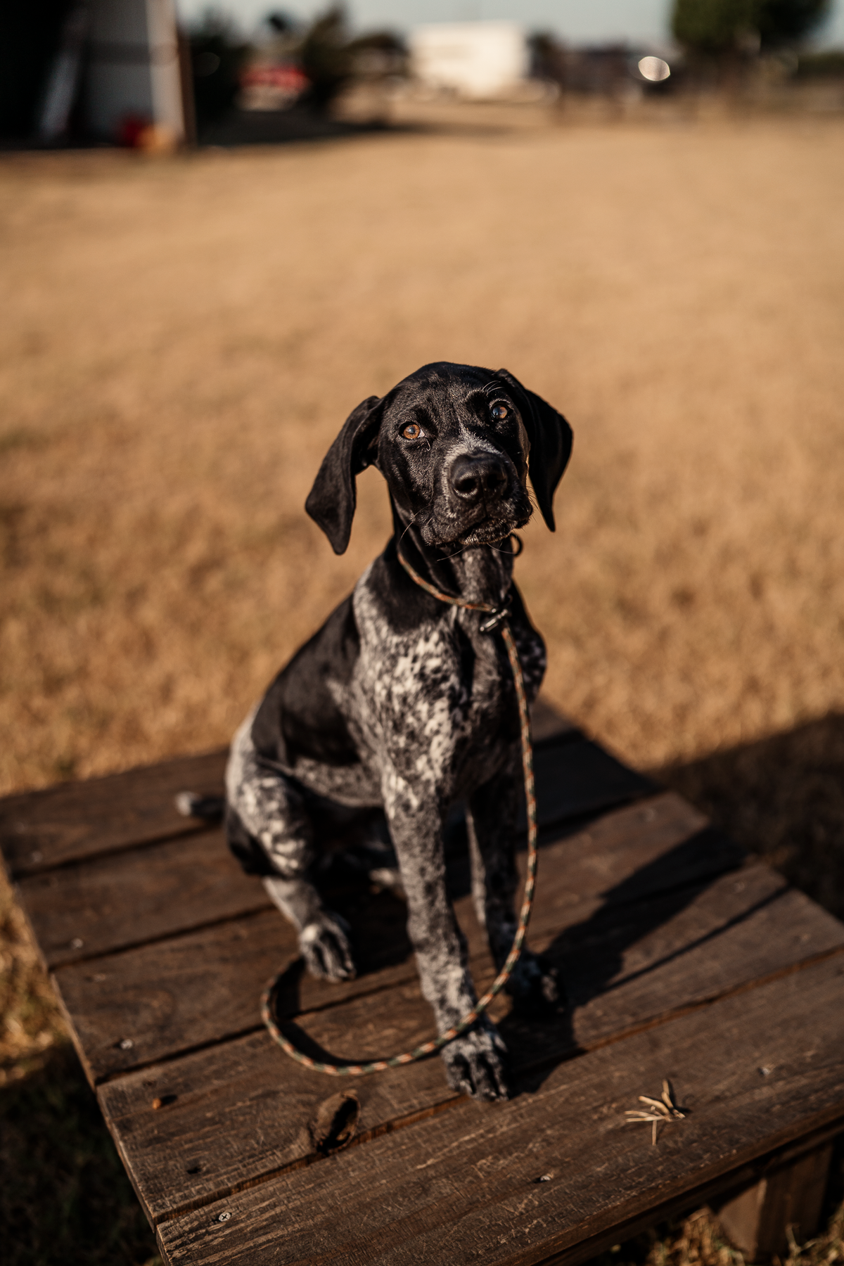 Puppy Board & Train - 2 Weeks