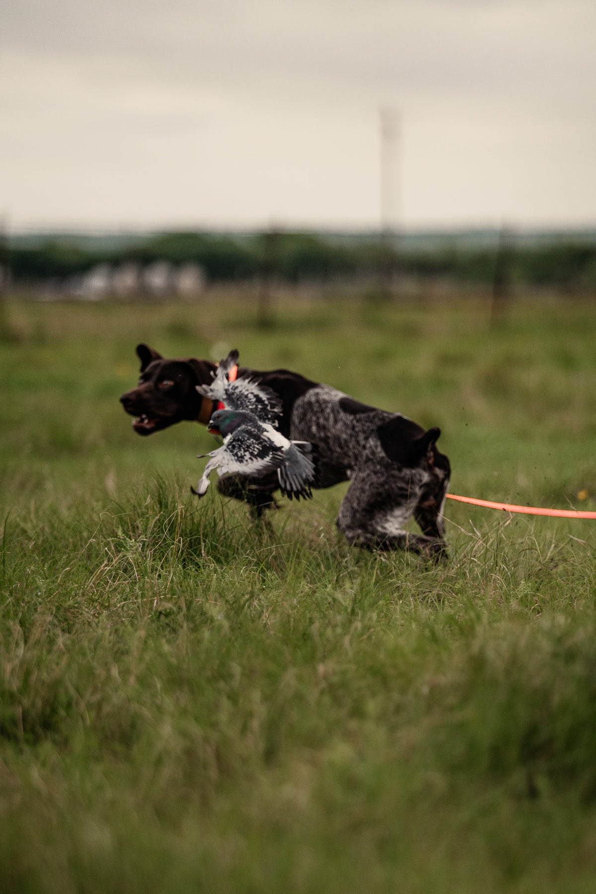 Pup & Up Gun Dog Program
