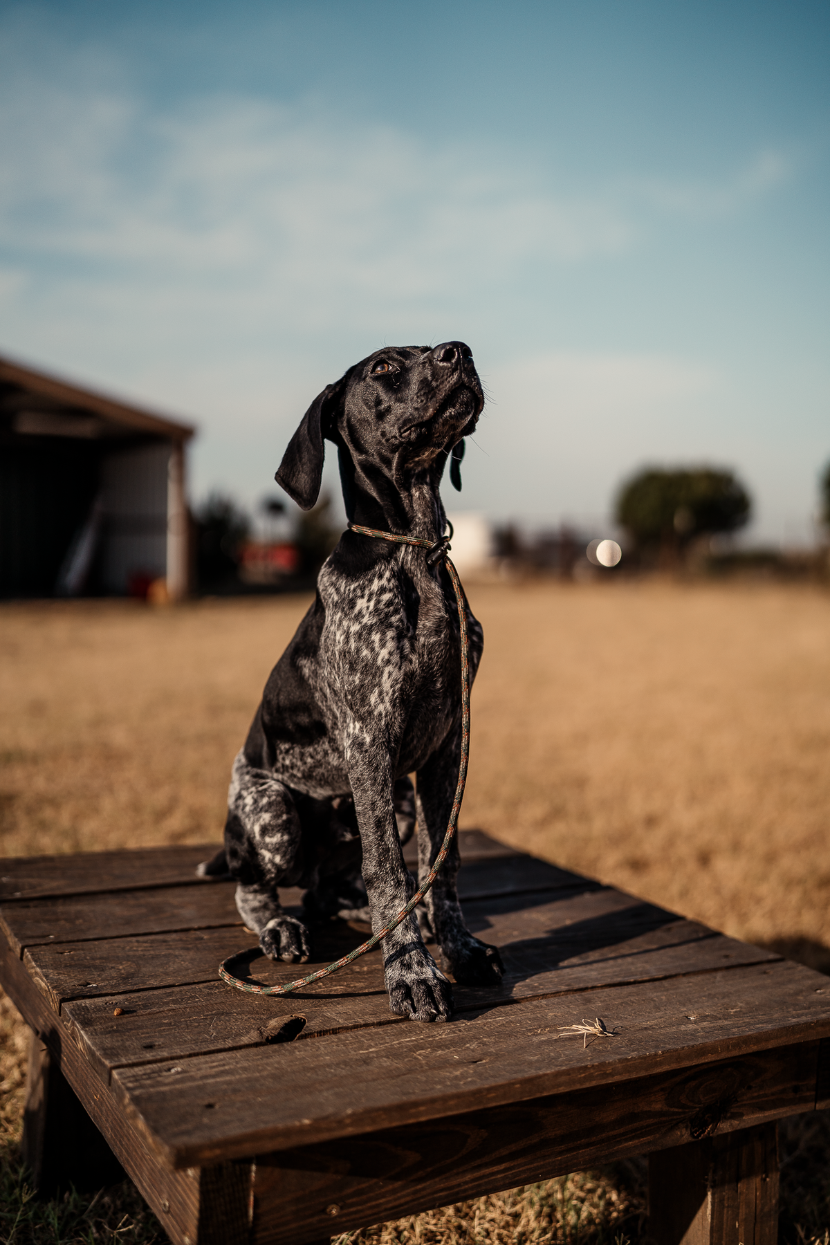 Puppy Board & Train - 2 Weeks