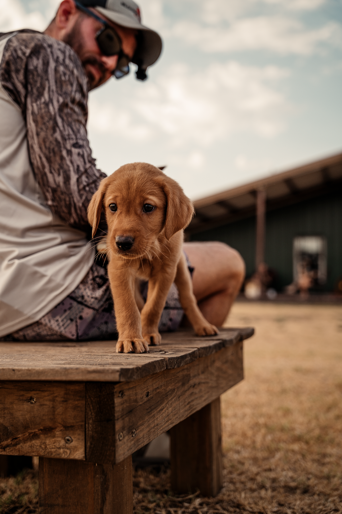 Puppy Board & Train - 2 Weeks