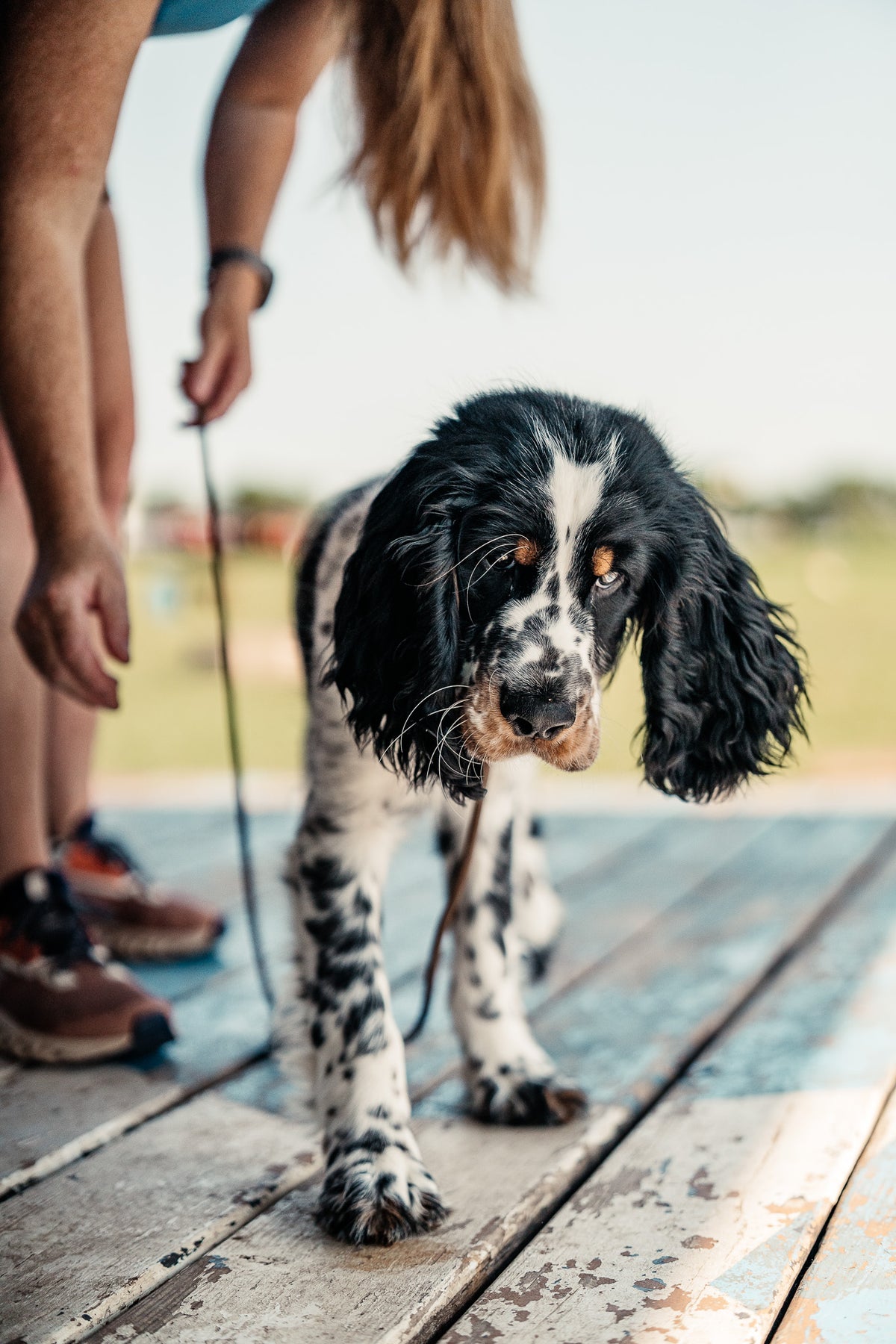 Puppy Board & Train - 2 Weeks