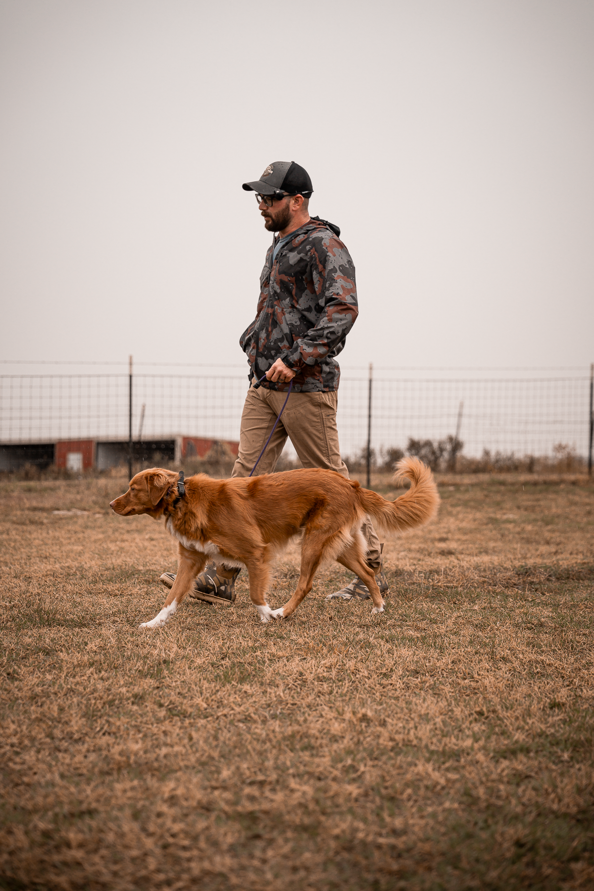 Obedience Board & Train - 4 Weeks