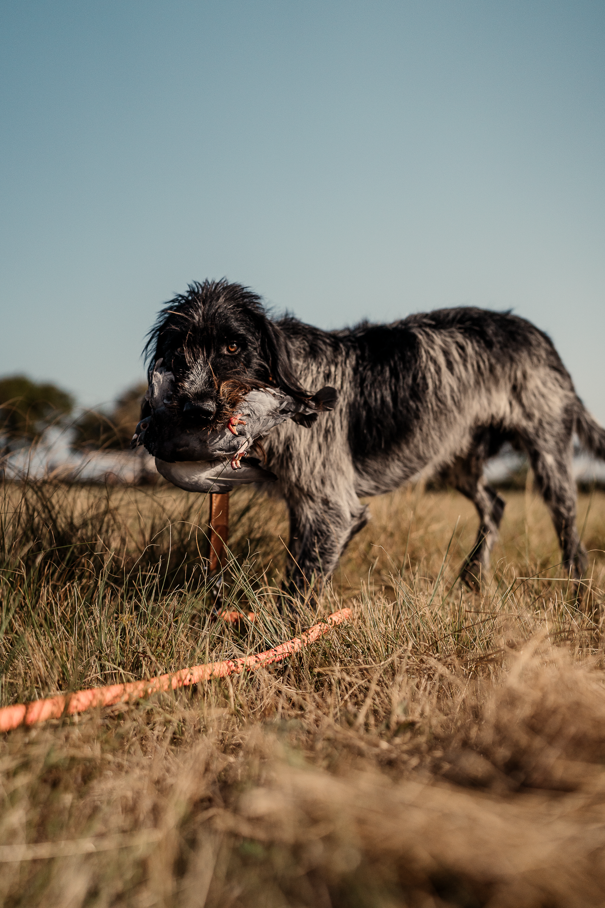 Pup & Up Gun Dog Program