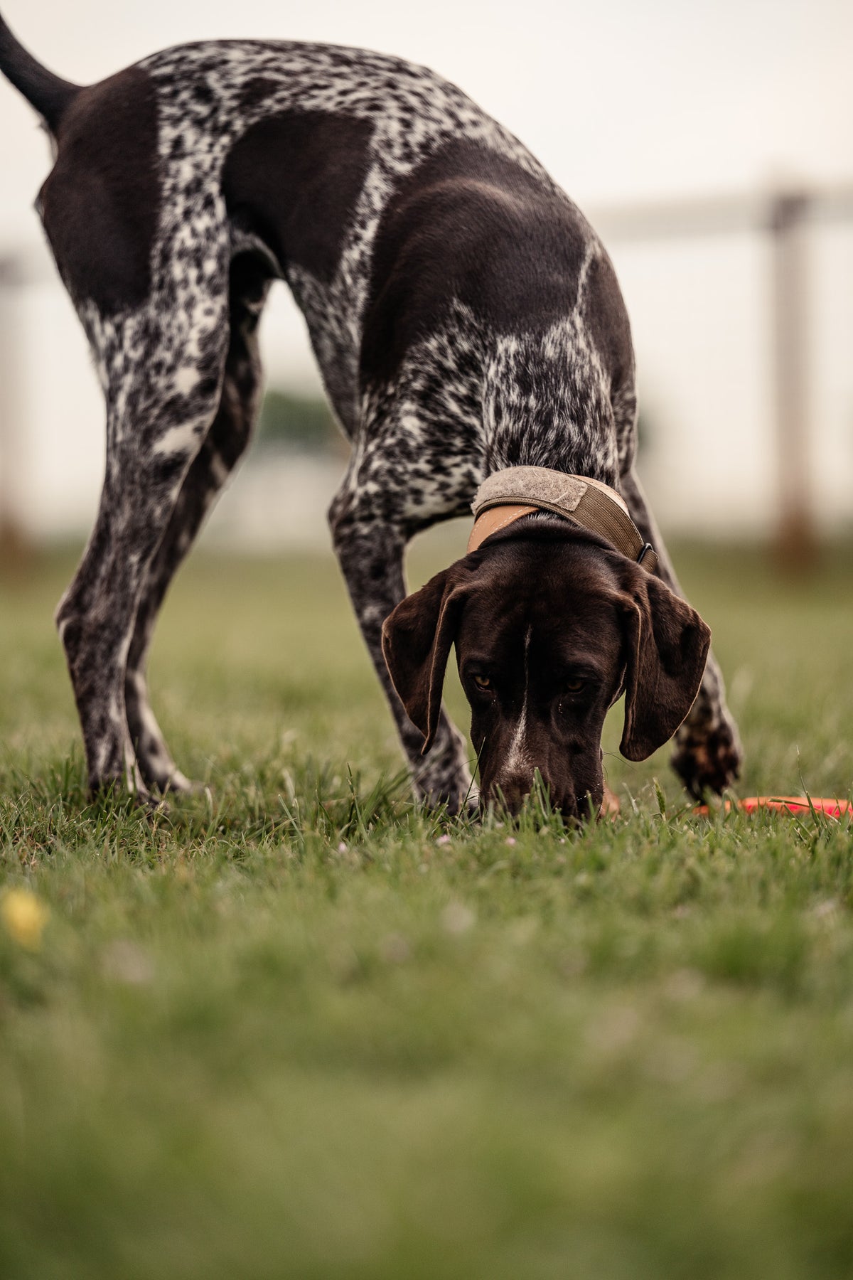 Pup & Up Gun Dog Program