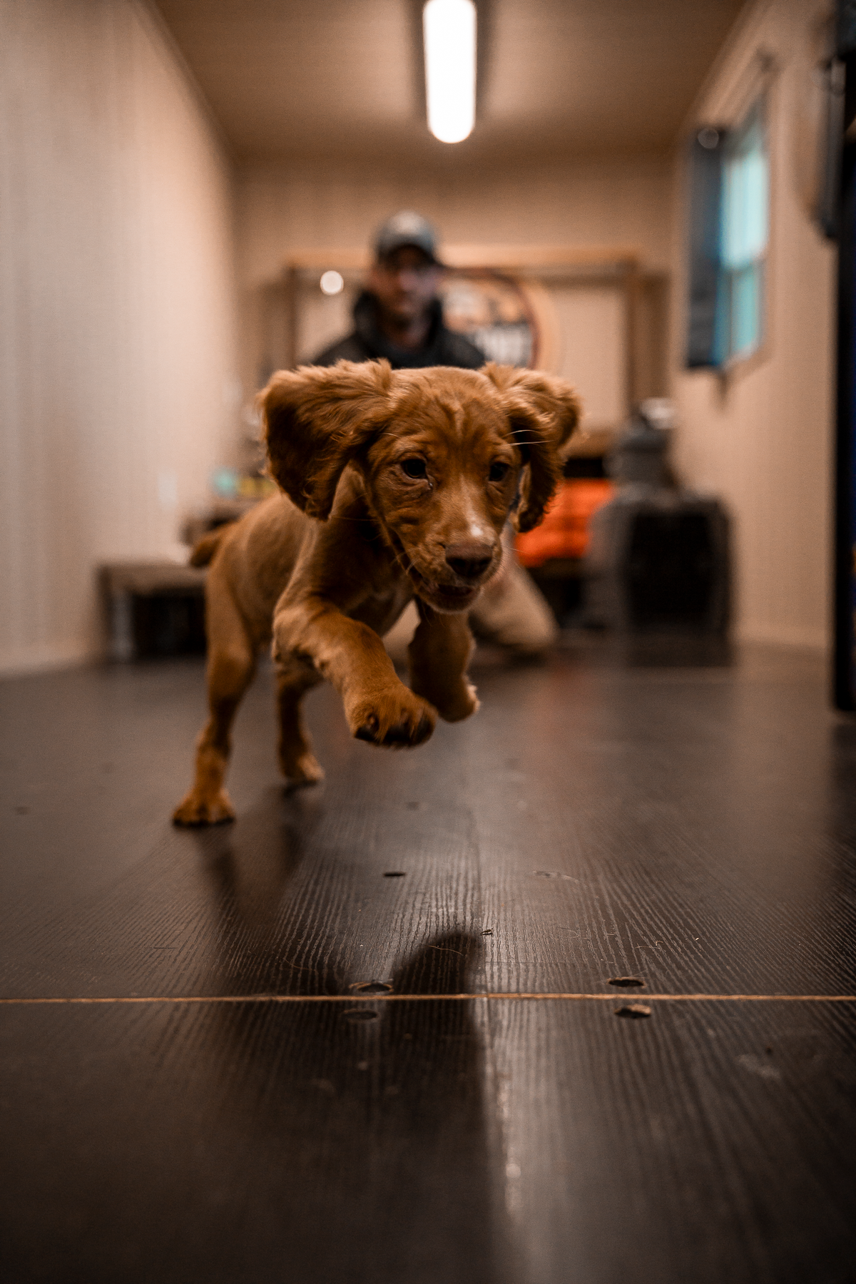 Puppy Board & Train - 2 Weeks