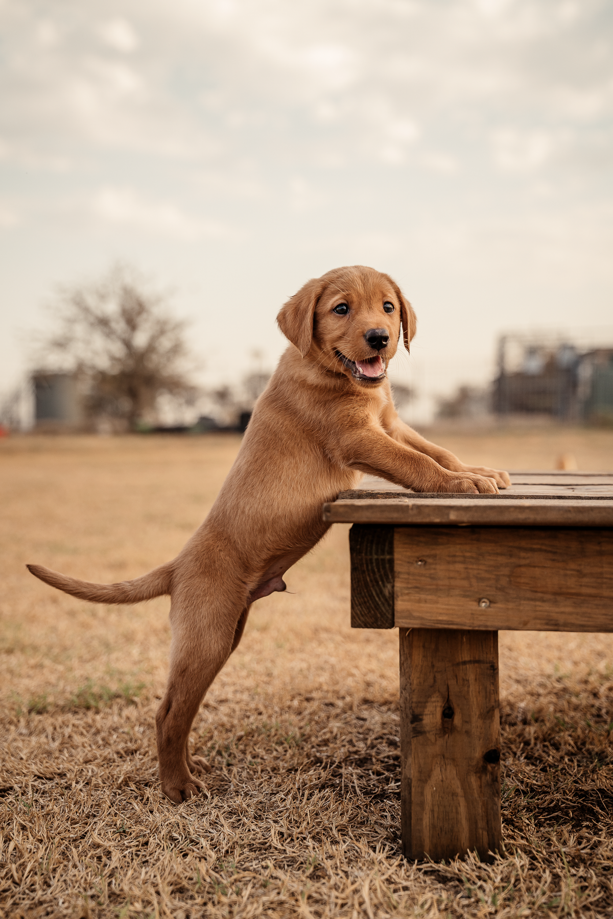 Puppy Board & Train - 2 Weeks