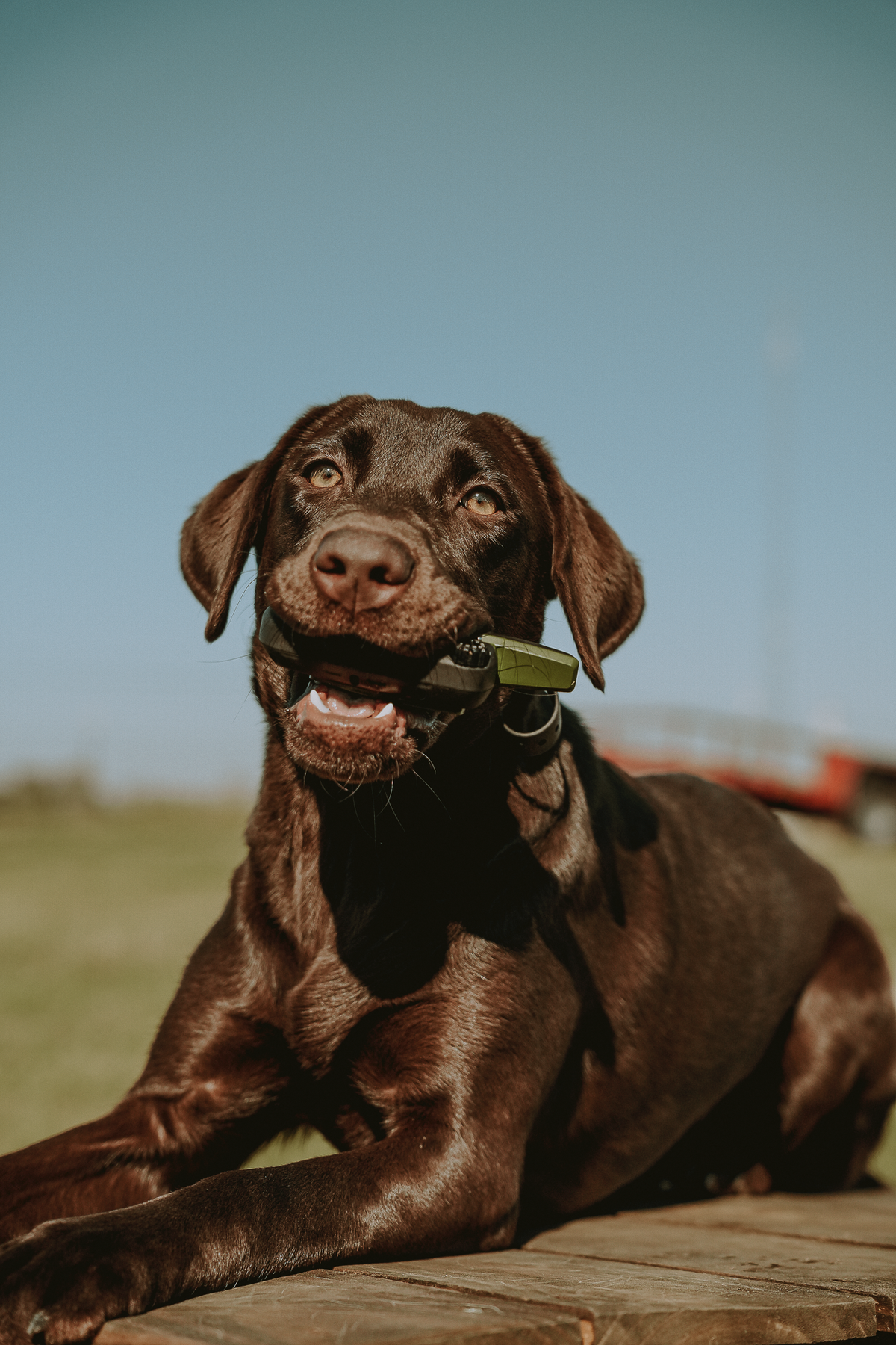 Pup & Up Gun Dog Program