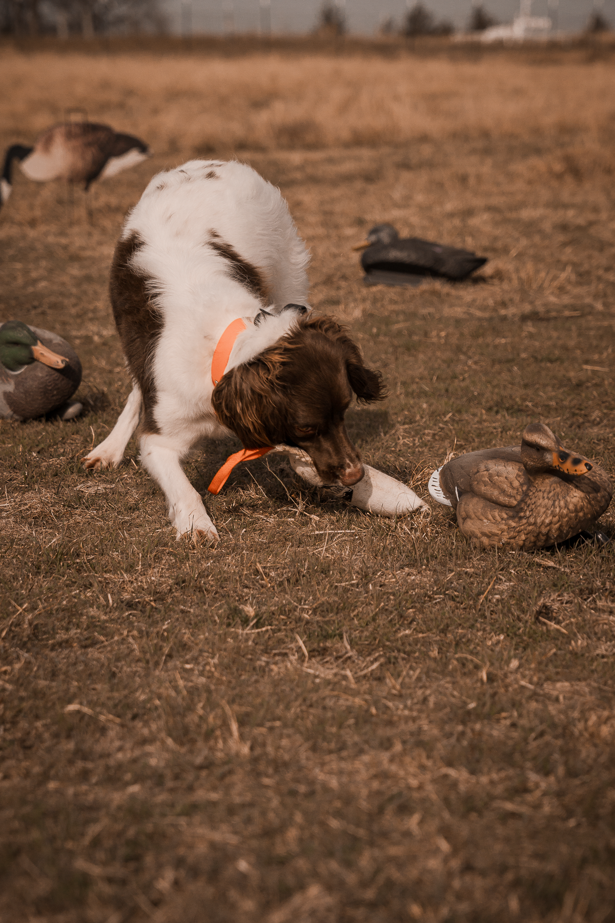 Pup & Up Gun Dog Program