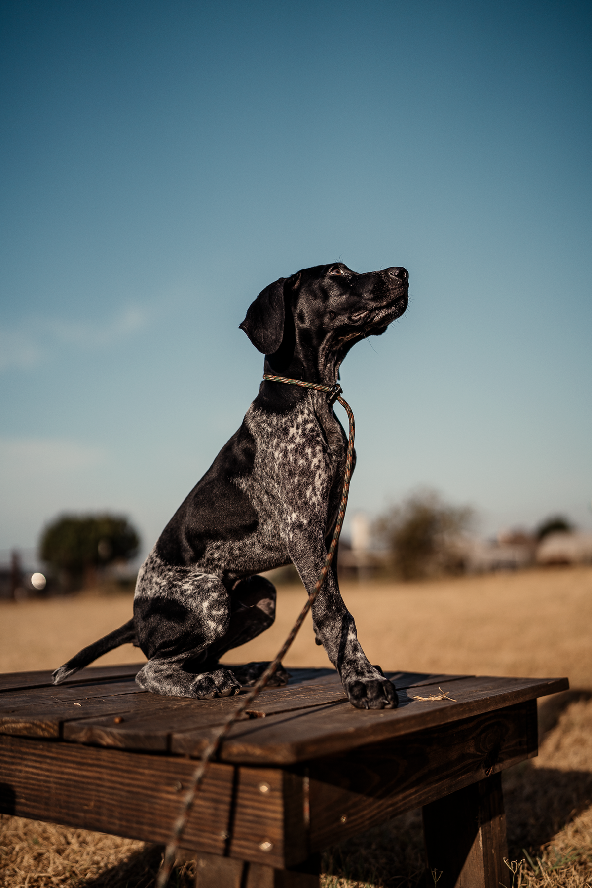Puppy Board & Train - 2 Weeks