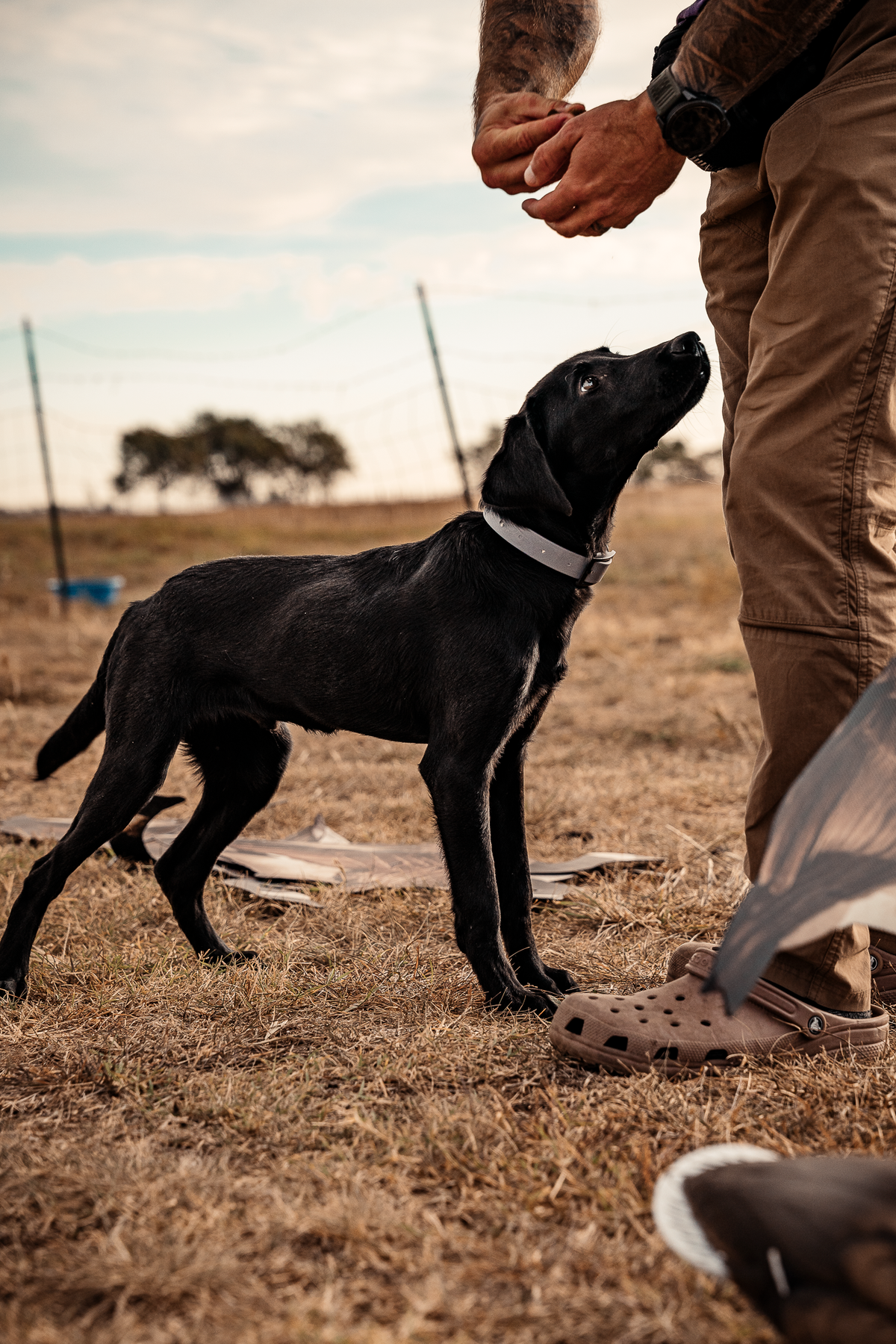 Pup & Up Gun Dog Program
