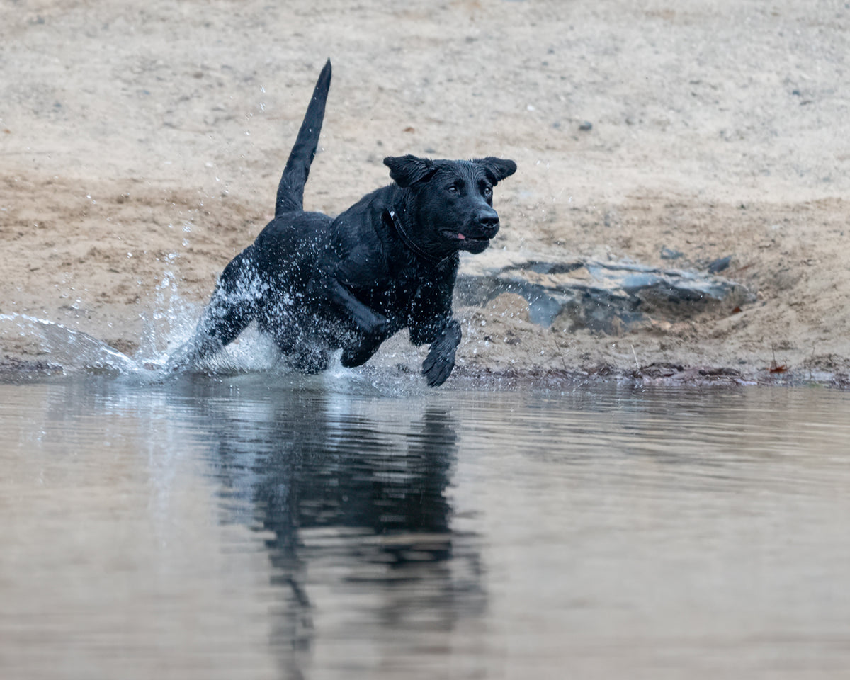 Pup & Up Gun Dog Program