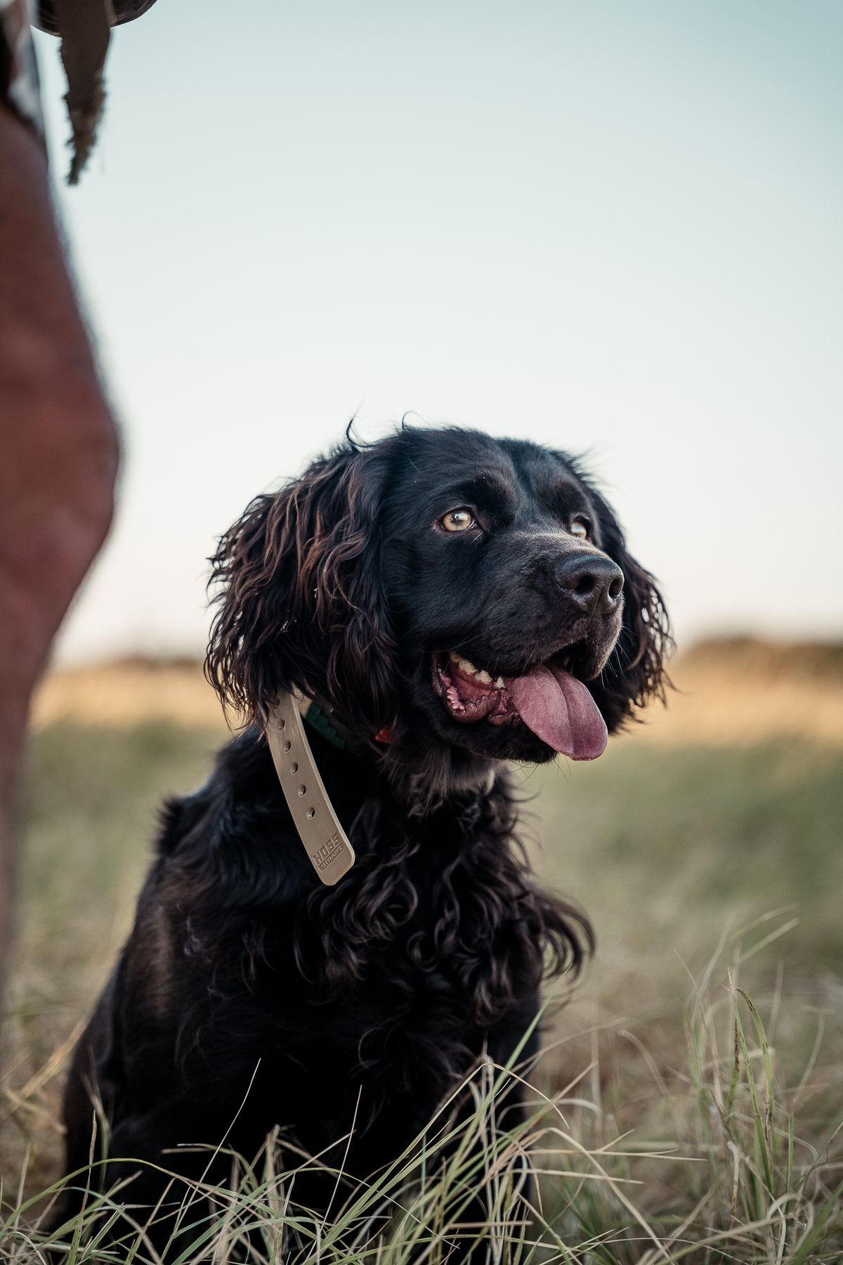 Pup & Up Gun Dog Program