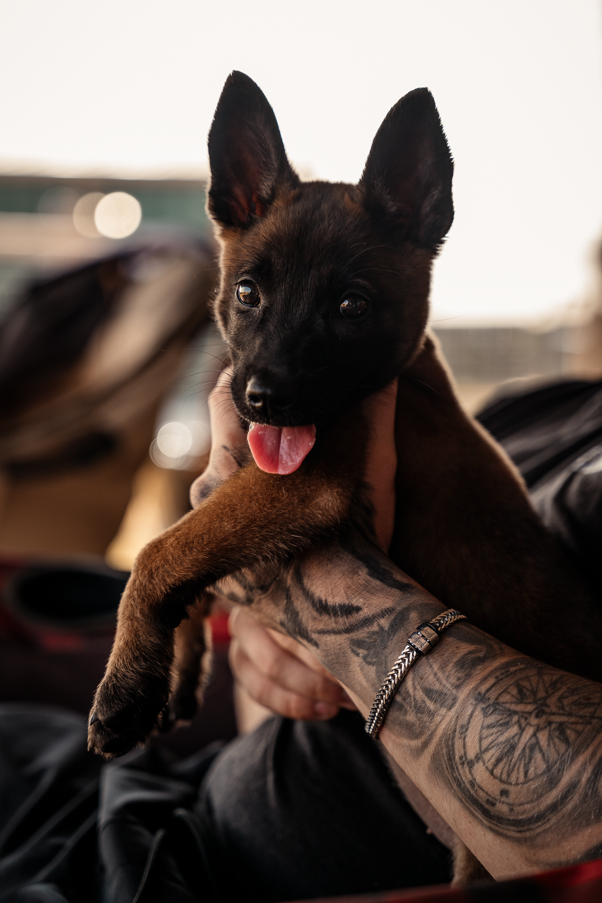 Puppy Board & Train - 2 Weeks