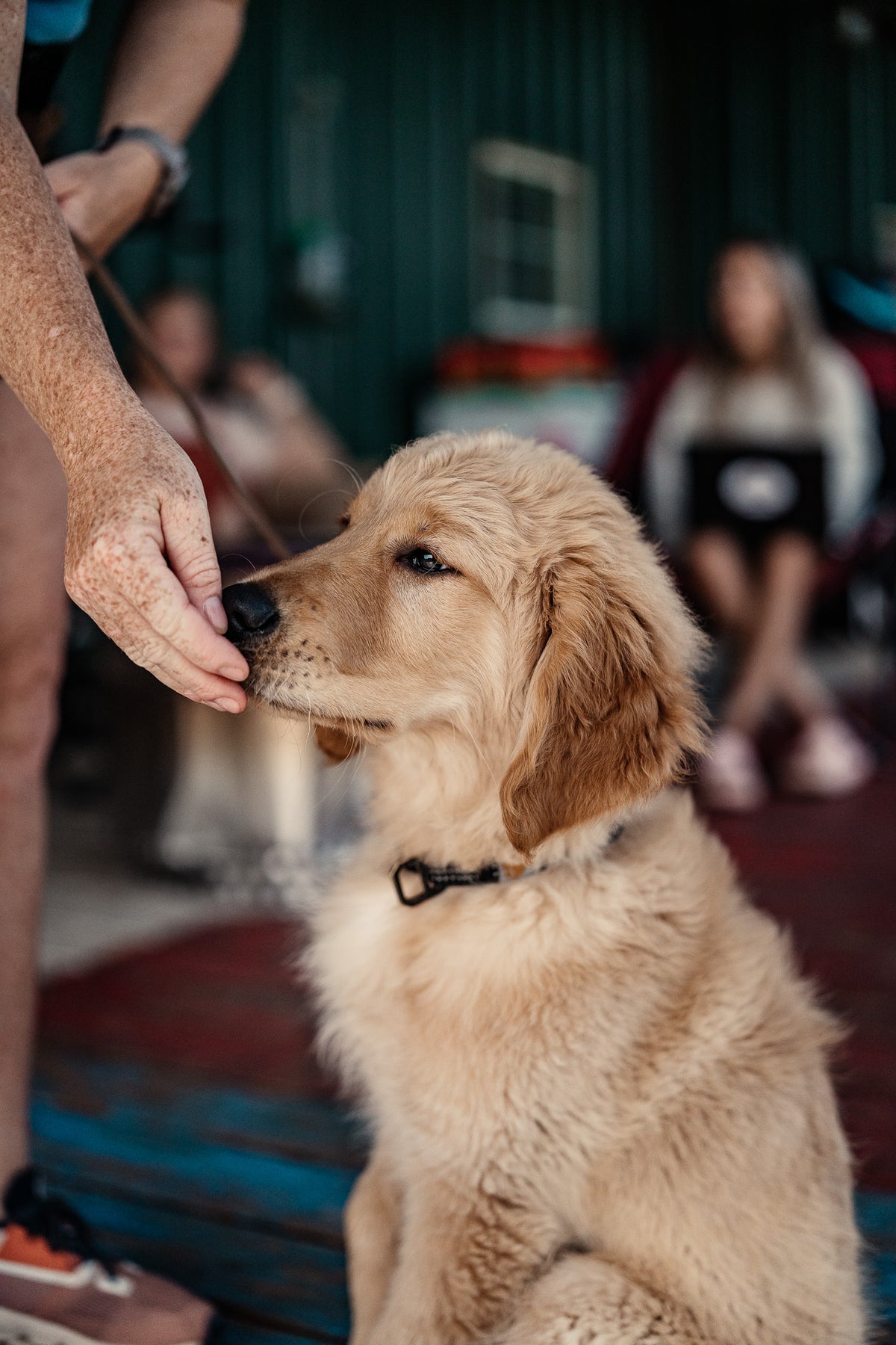 Puppy Board & Train - 2 Weeks