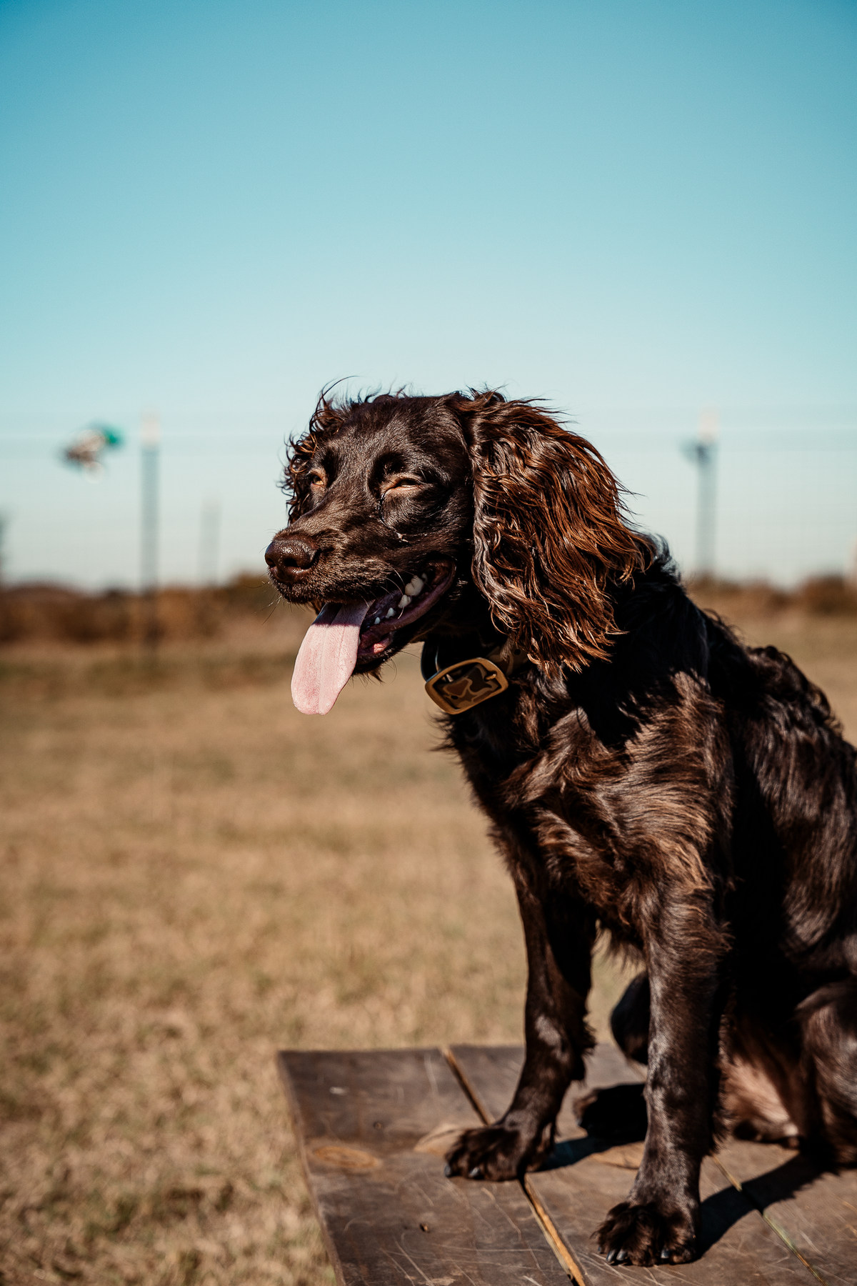 Pup & Up Gun Dog Program