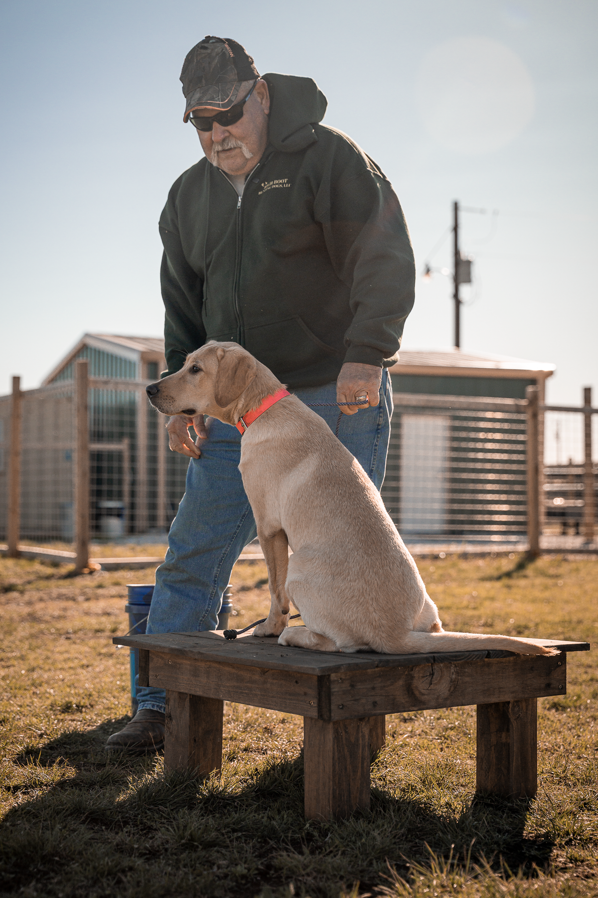 Obedience Board & Train - 4 Weeks