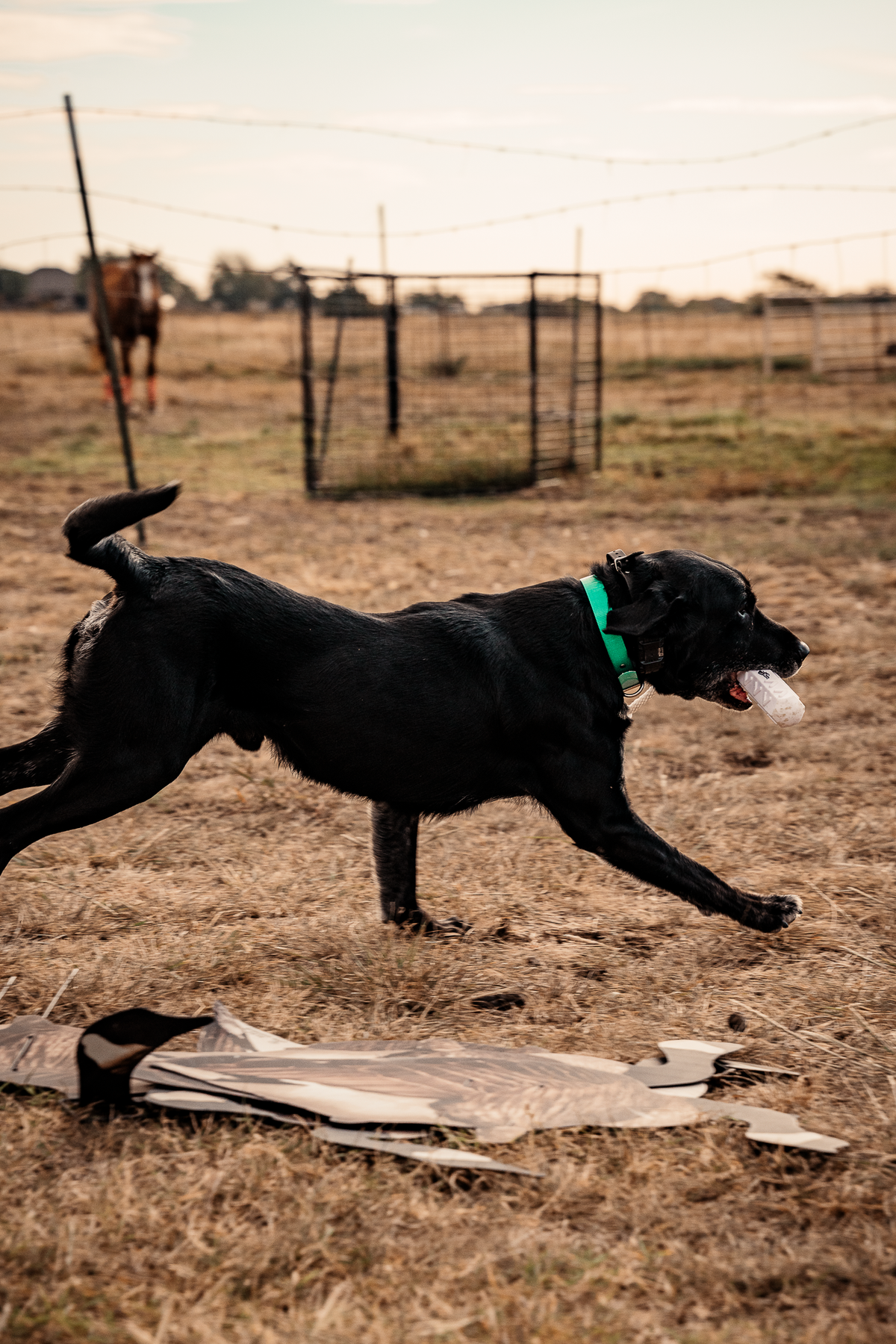 Pup & Up Gun Dog Program