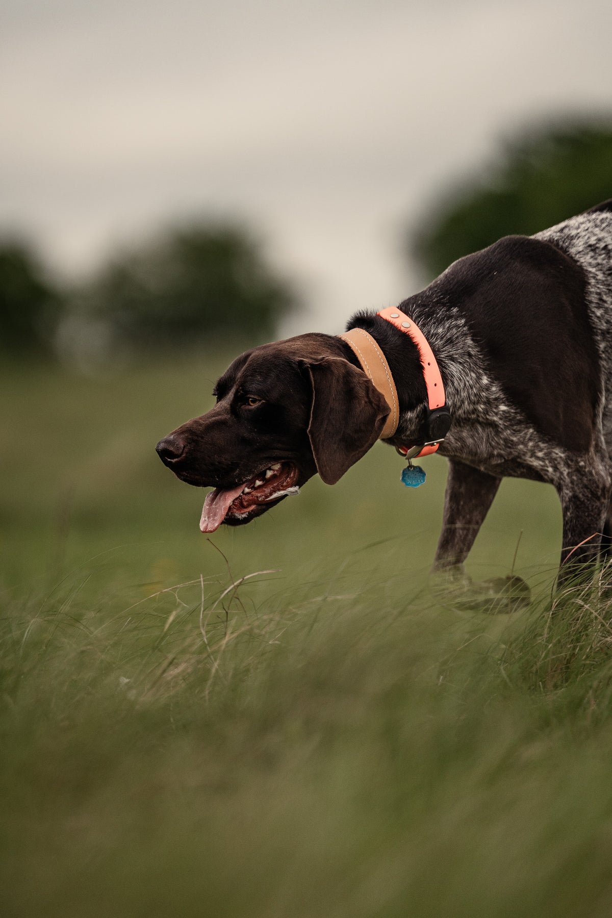 Pup & Up Gun Dog Program