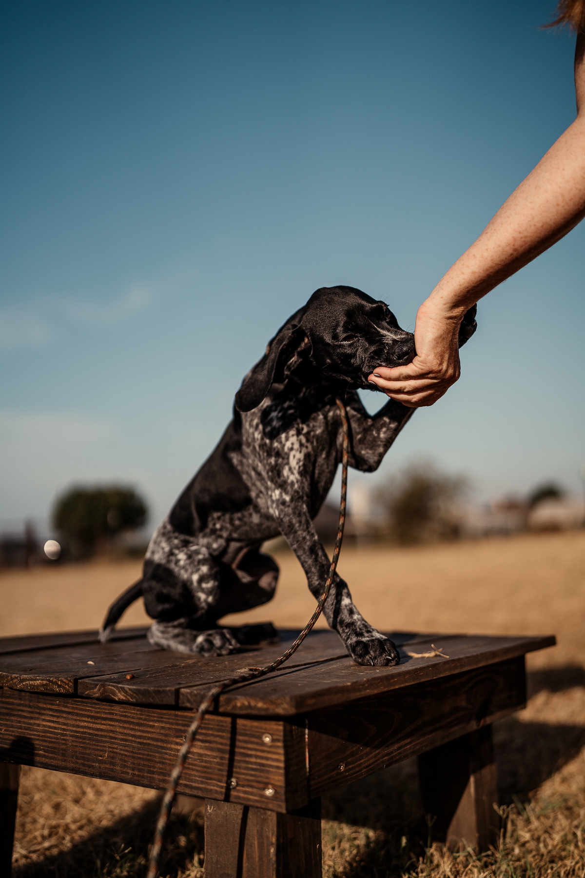 Puppy Board & Train - 2 Weeks