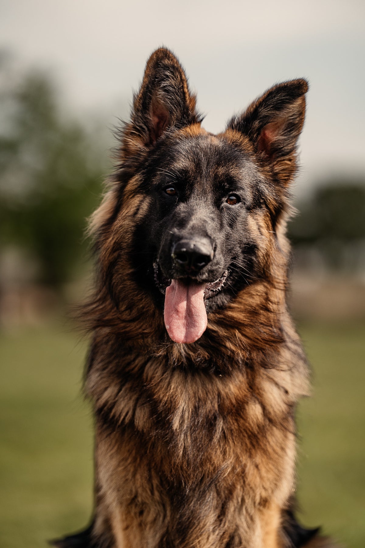 Obedience Board & Train - 4 Weeks