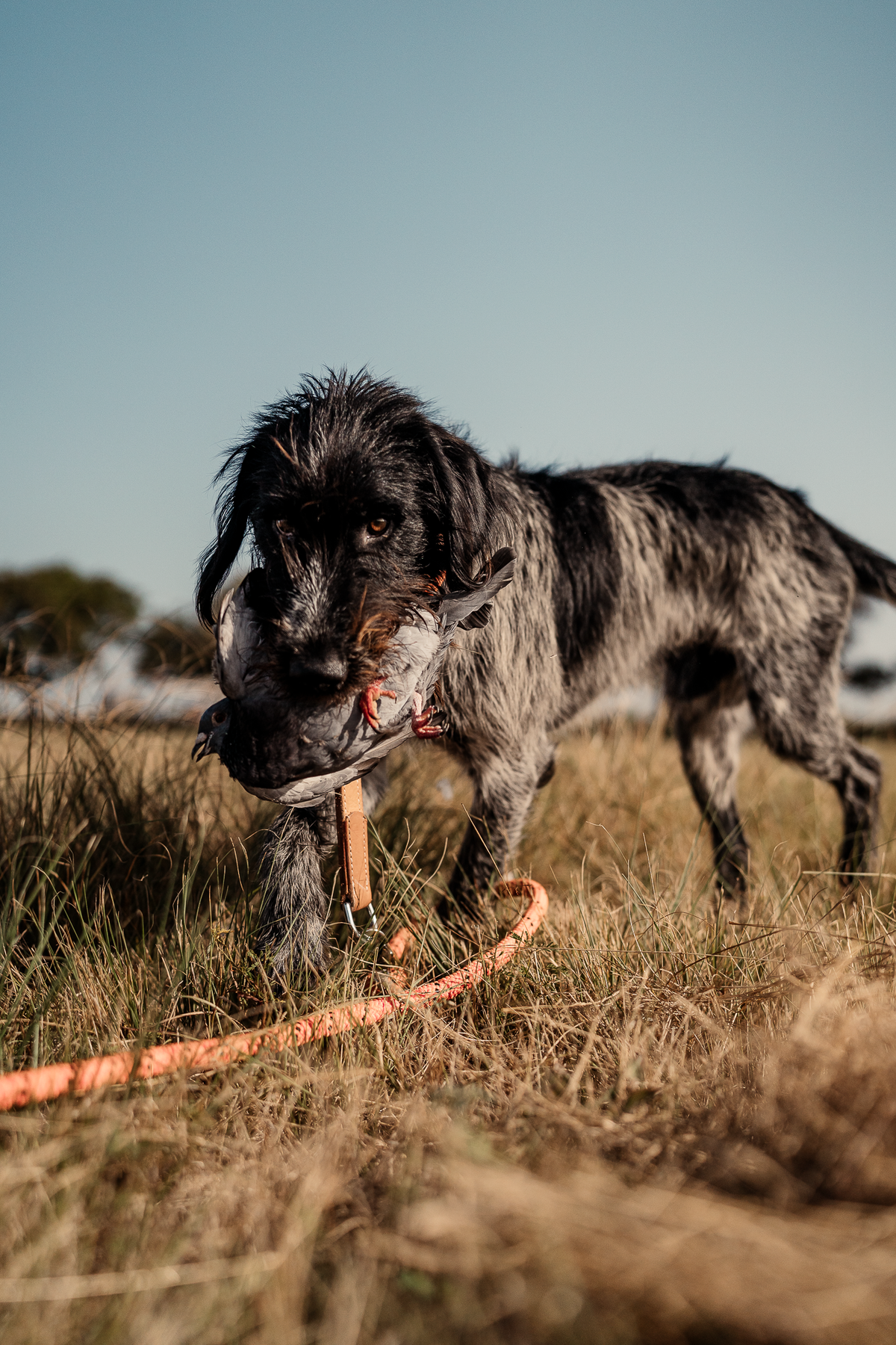 Pup & Up Gun Dog Program