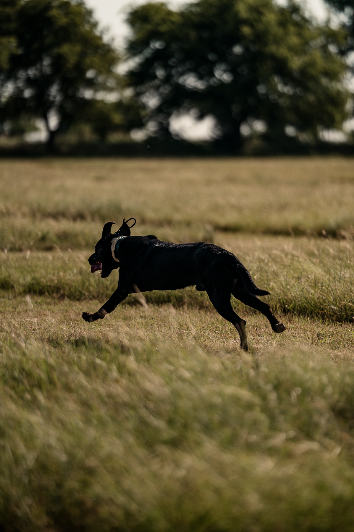 Pup & Up Gun Dog Program