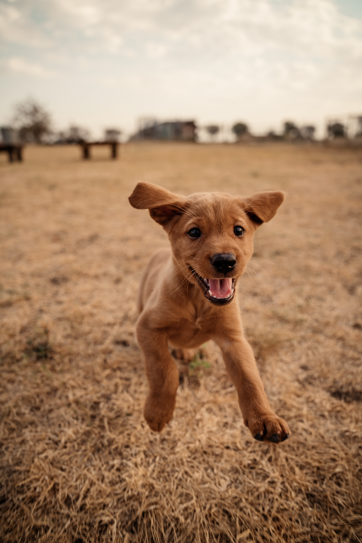 Puppy Board & Train - 2 Weeks
