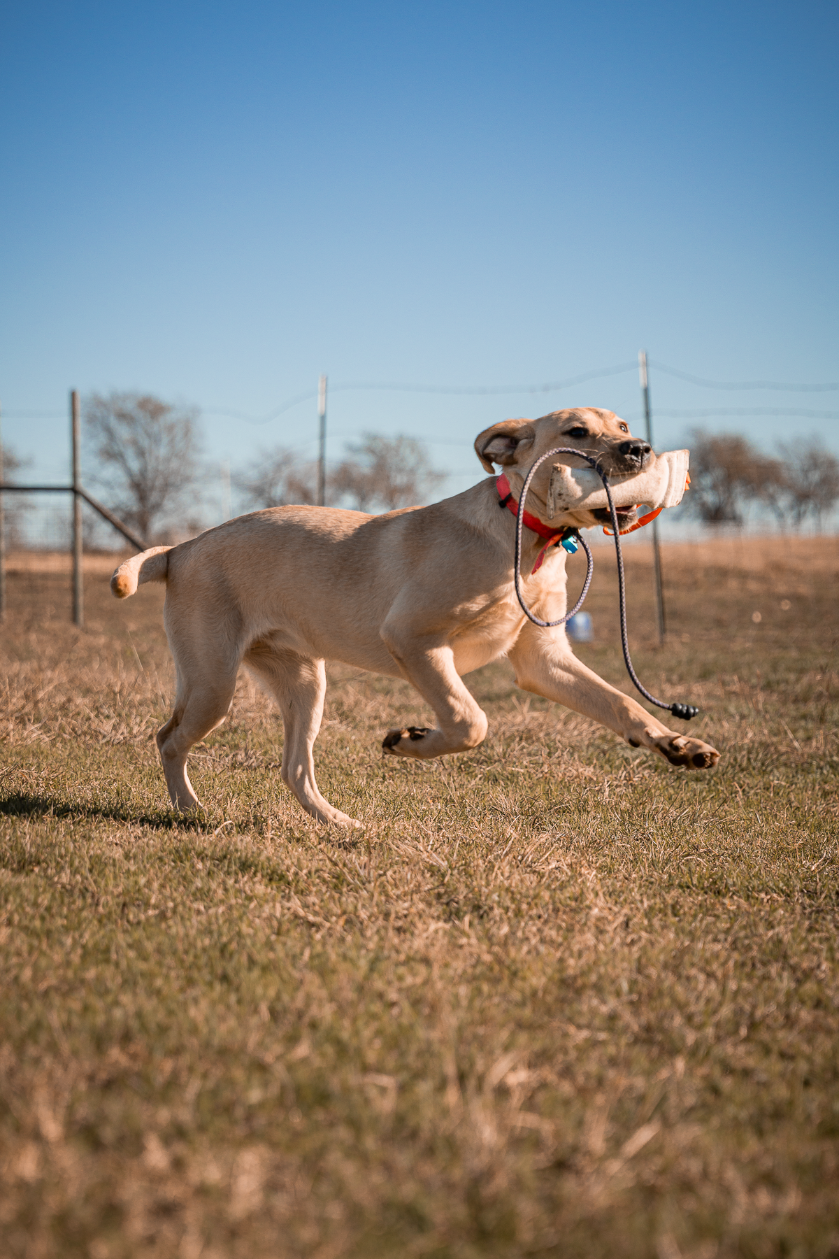 Pup & Up Gun Dog Program
