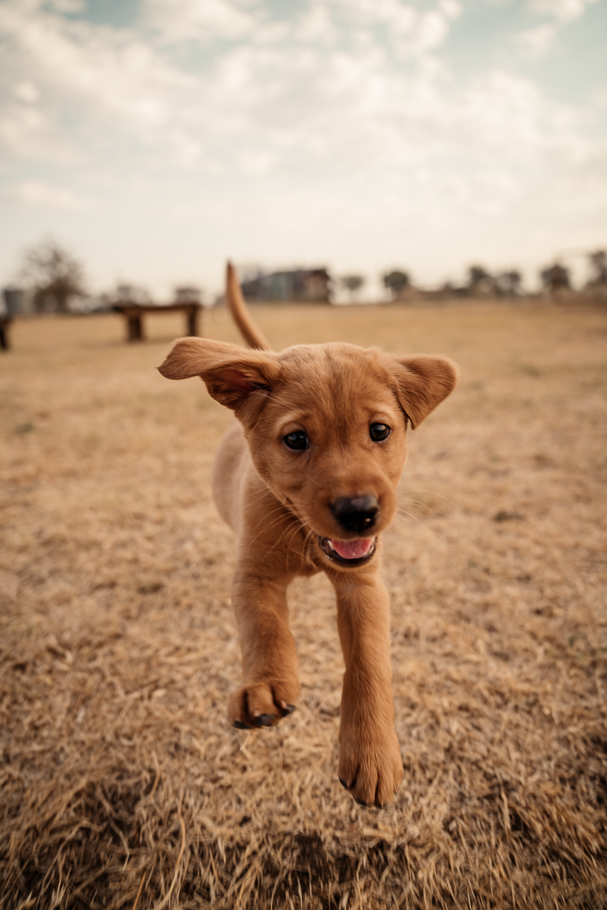 Puppy Board & Train - 2 Weeks