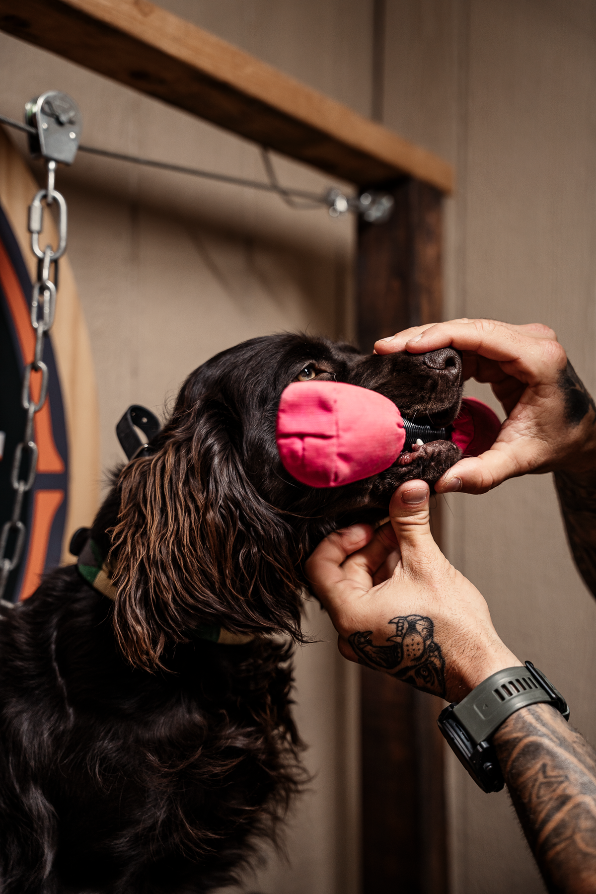 Pup & Up Gun Dog Program
