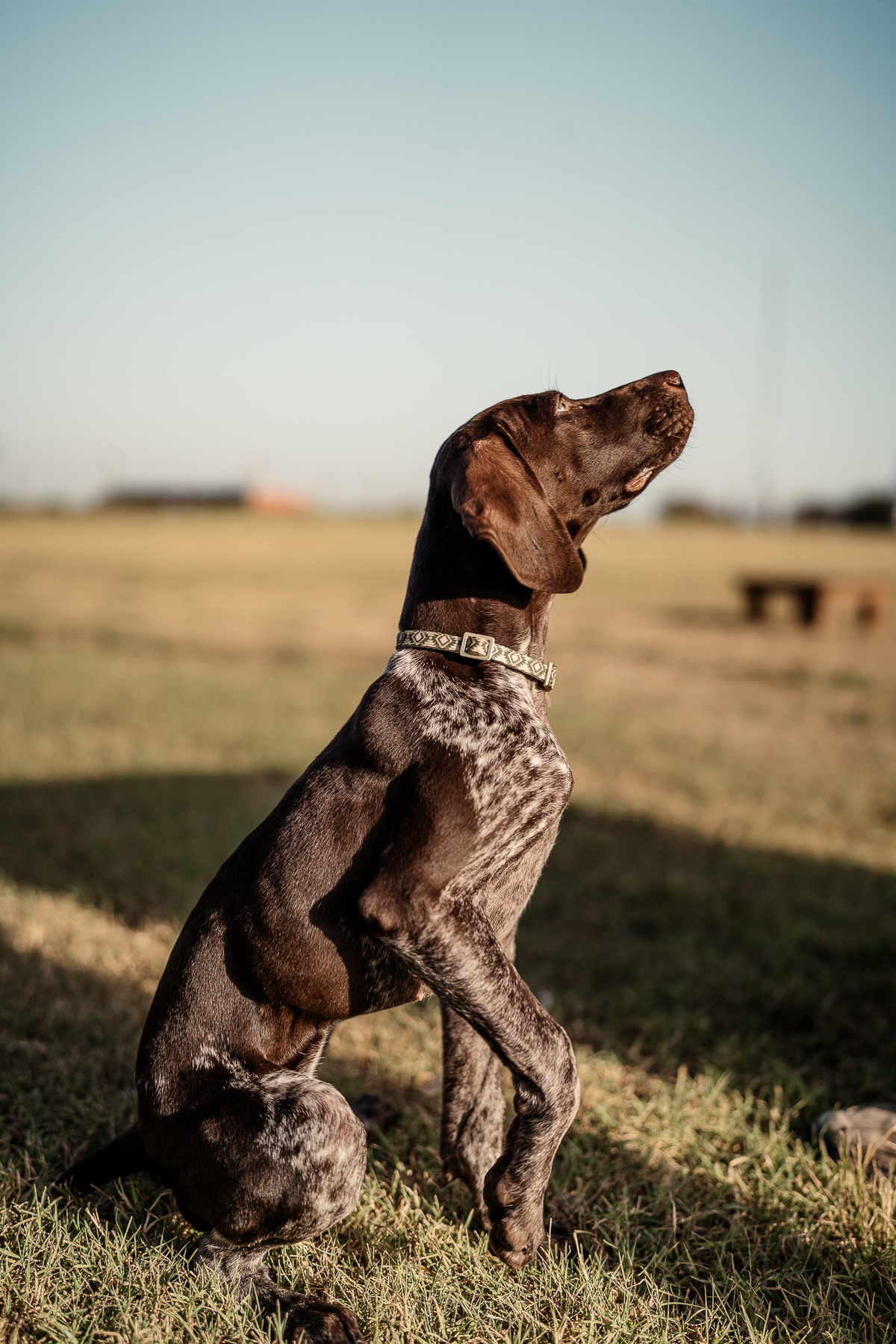 Puppy Board & Train - 2 Weeks