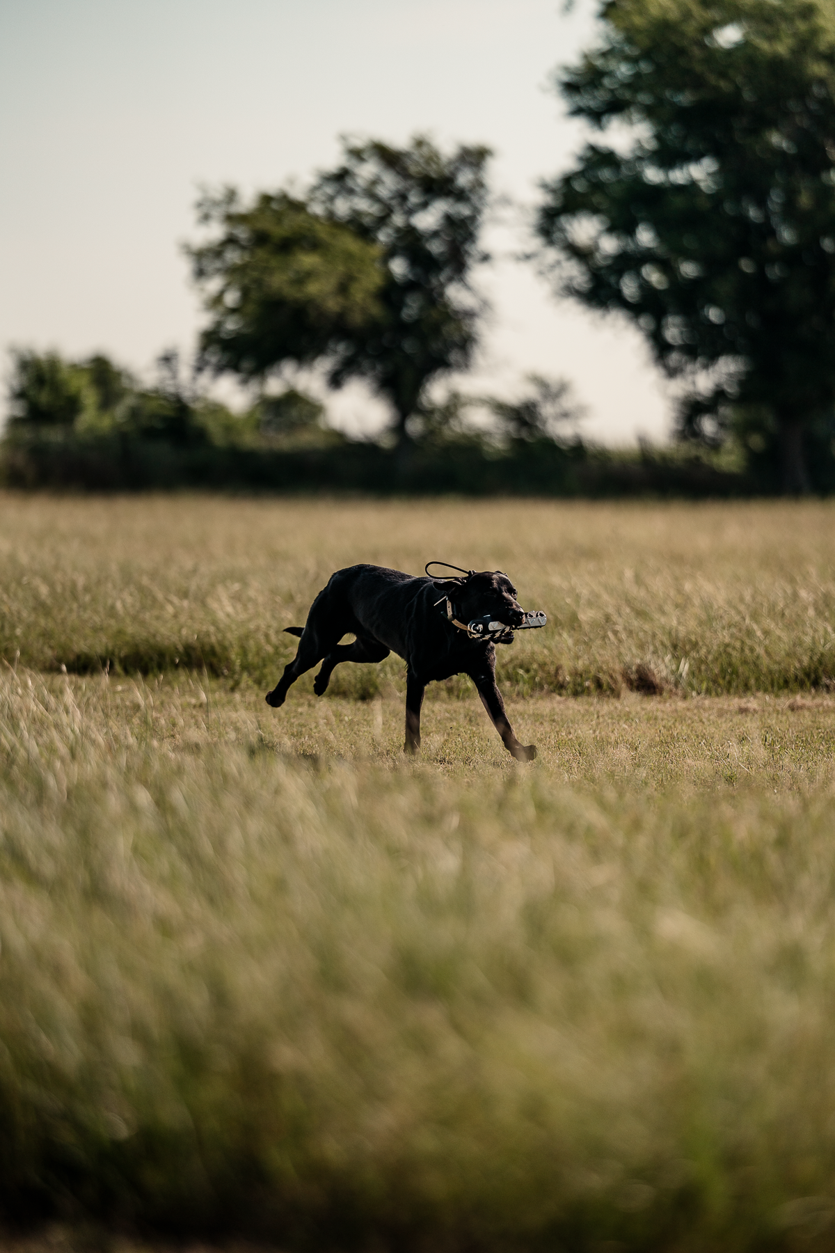 Pup & Up Gun Dog Program