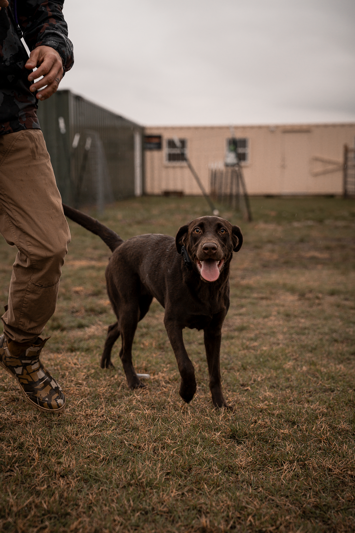 Pup & Up Gun Dog Program