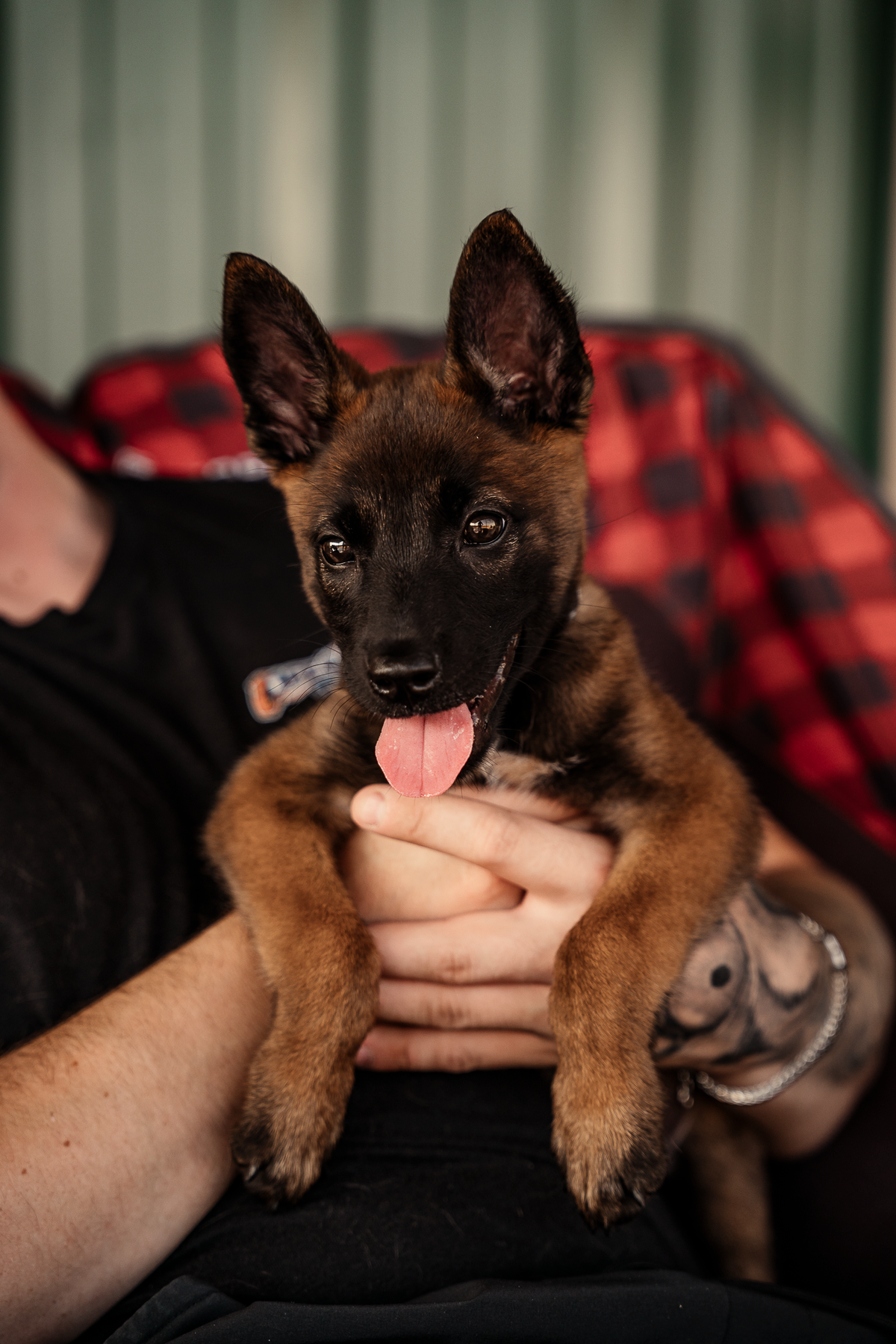 Puppy Board & Train - 2 Weeks