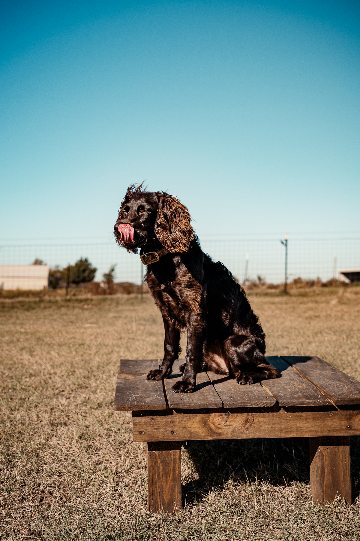 Puppy Board & Train - 2 Weeks