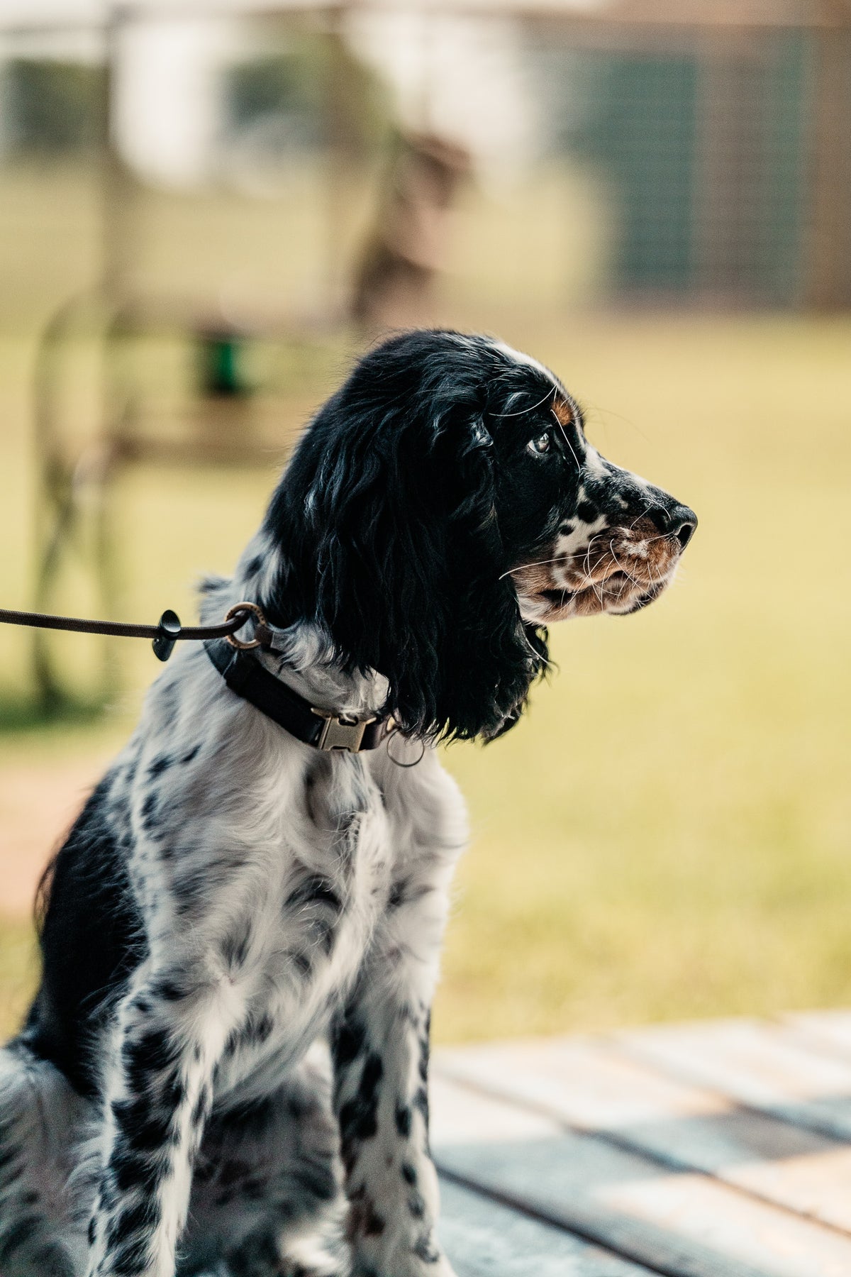 Puppy Board & Train - 2 Weeks