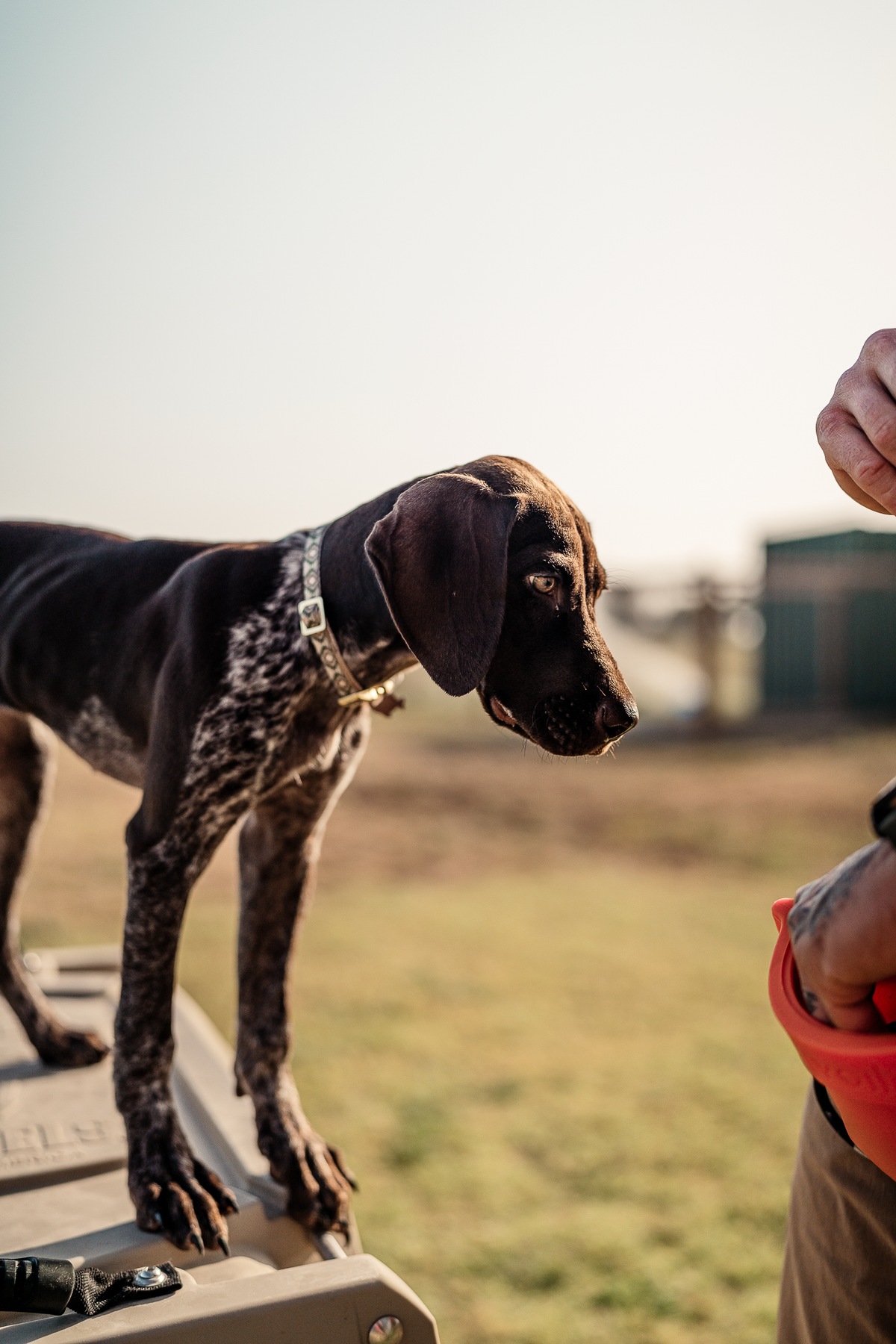 Puppy Board & Train - 2 Weeks