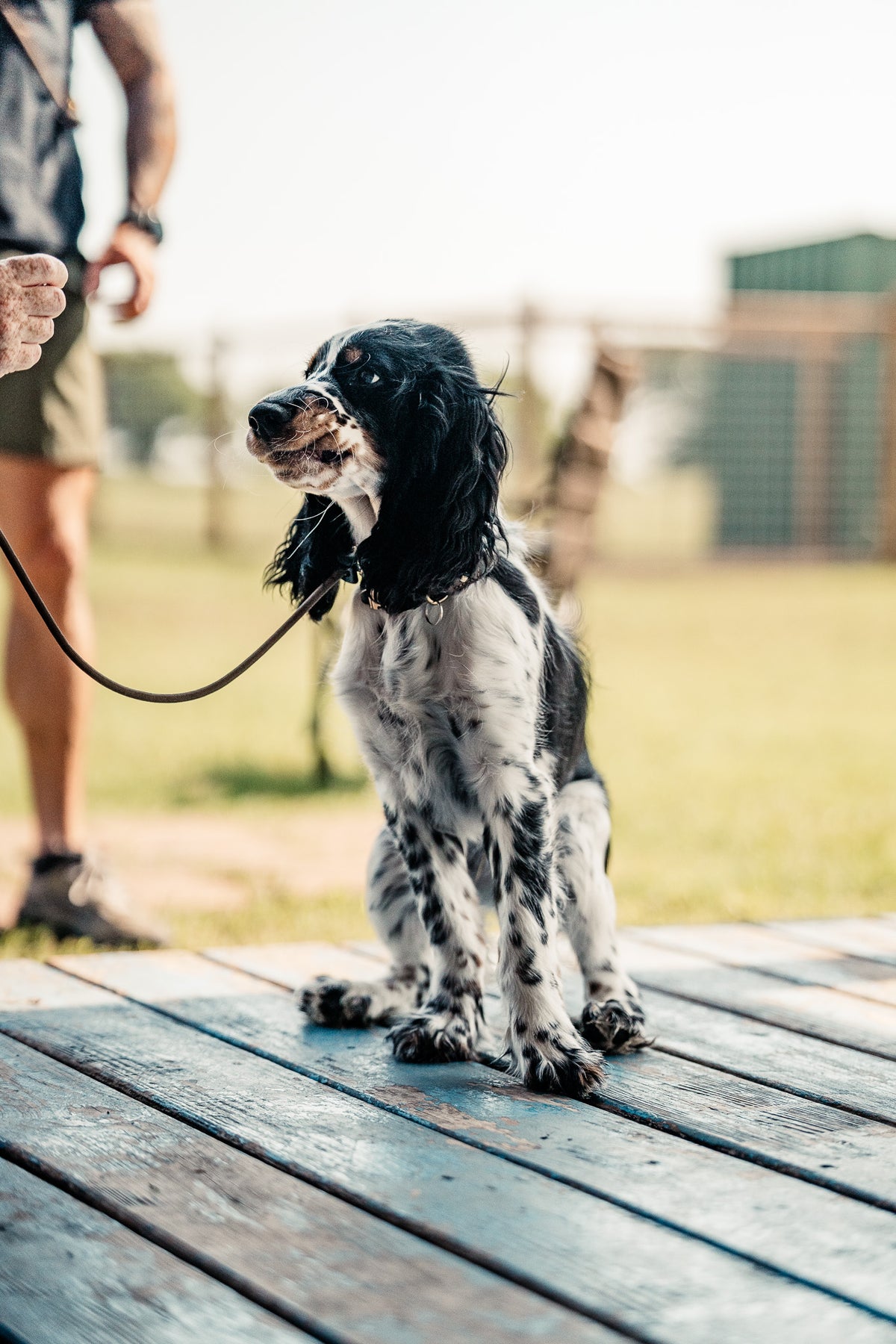 Puppy Board & Train - 2 Weeks
