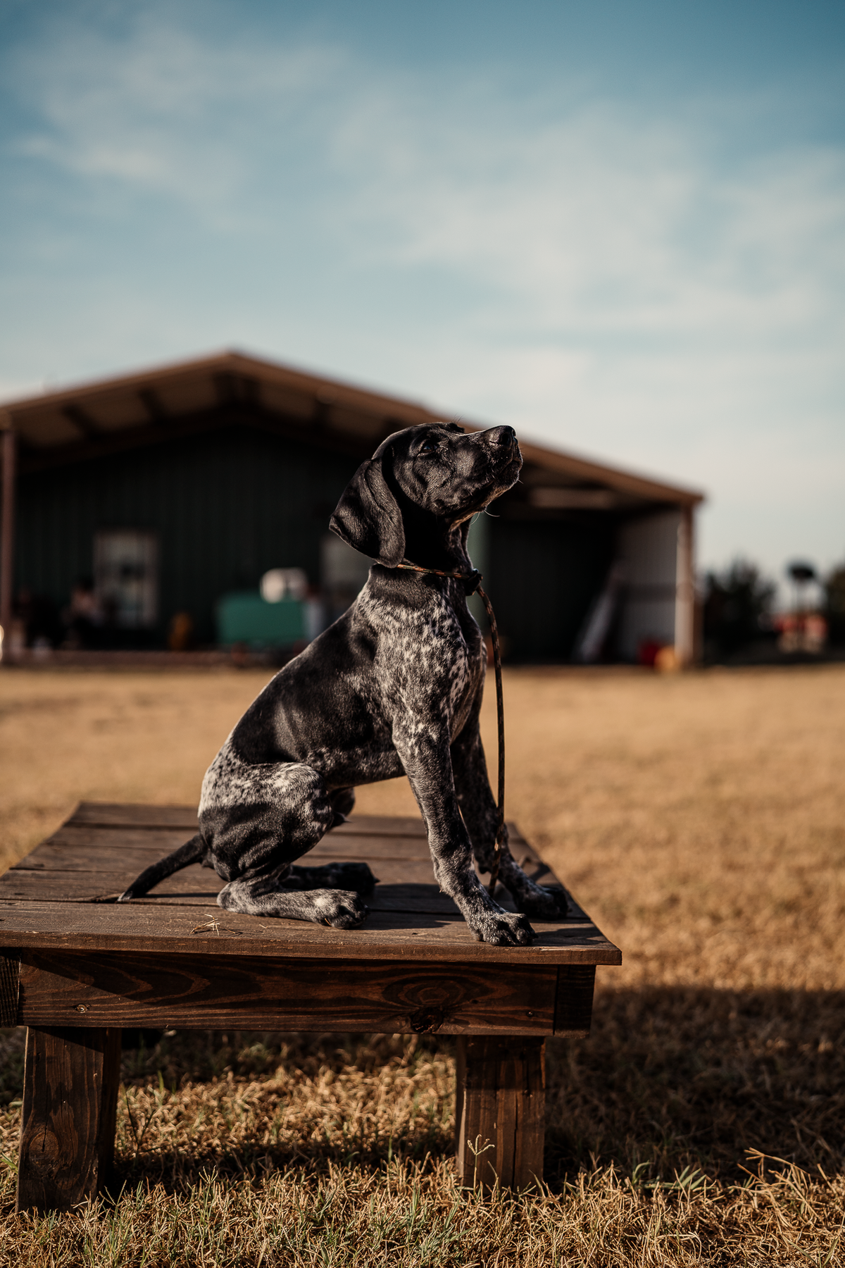 Puppy Board & Train - 2 Weeks